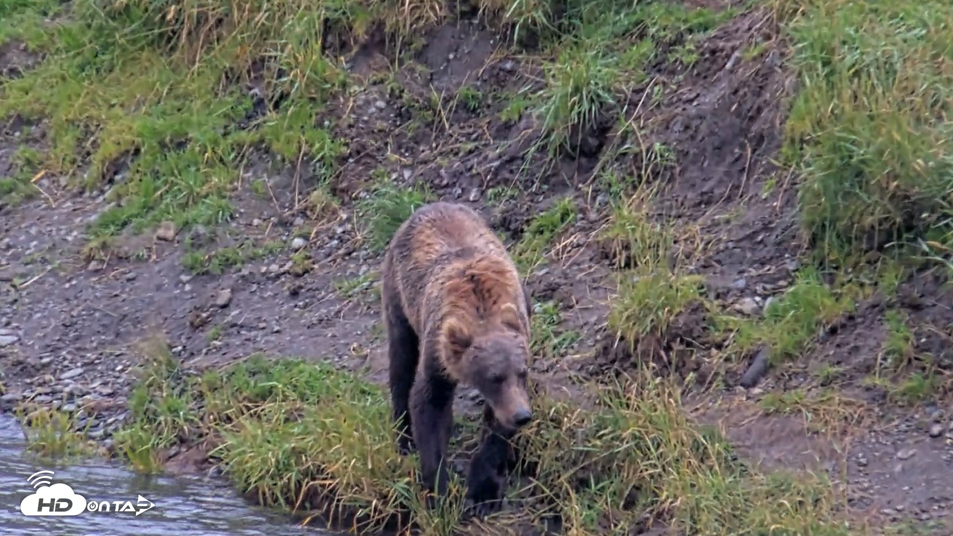 Snapshot of Kodiak Alaska Brown Bears Live Webcam taken Aug 17, 2026, 4:08pm AKDT