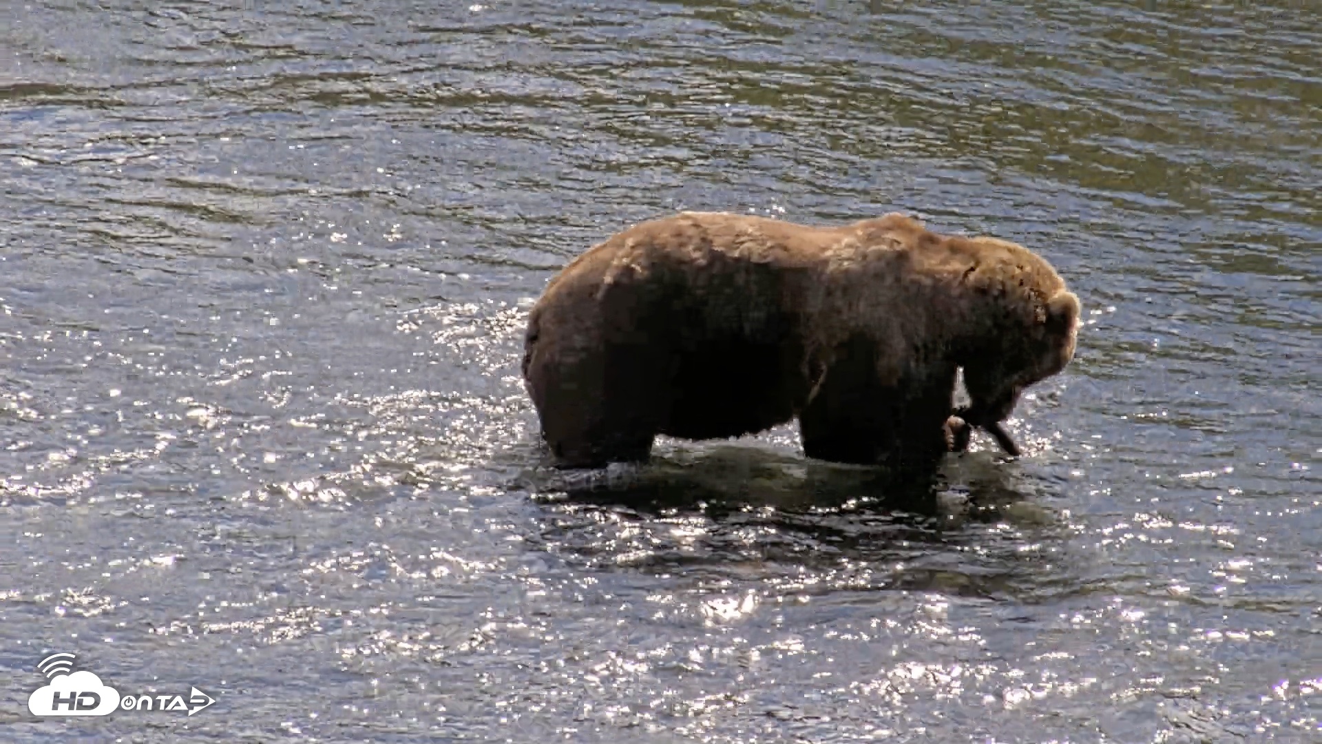 Snapshot of Kodiak Alaska Brown Bears Live Webcam taken Aug 22, 2026, 2:41pm AKDT