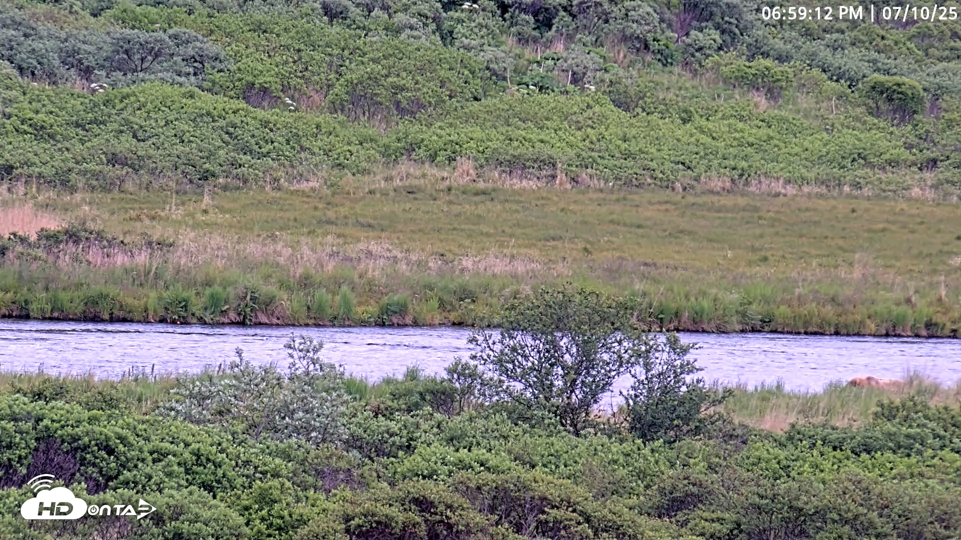 Snapshot of Kodiak Alaska Brown Bears Live Webcam taken Jul 10, 2025, 6:59pm AKDT