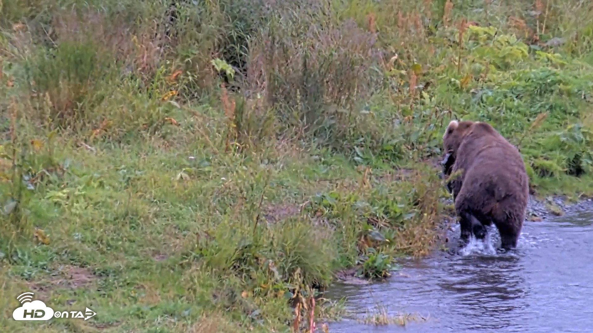 Snapshot of Kodiak Alaska Brown Bears Live Webcam taken Aug 19, 2026, 4:01pm AKDT