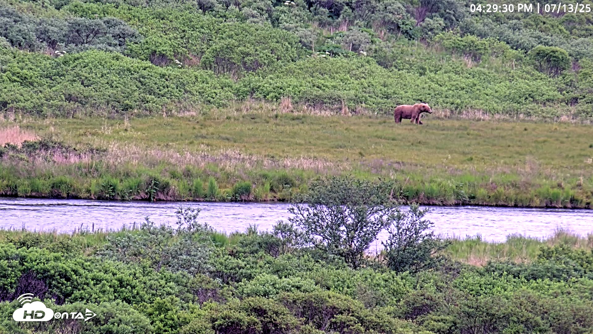 Snapshot of Kodiak Alaska Brown Bears Live Webcam taken Jul 13, 2025, 4:30pm AKDT