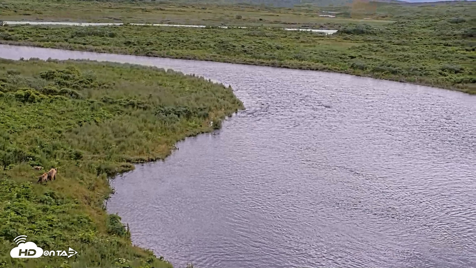 Snapshot of Kodiak Alaska Brown Bears Live Webcam taken Jul 28, 2026, 2:49pm AKDT