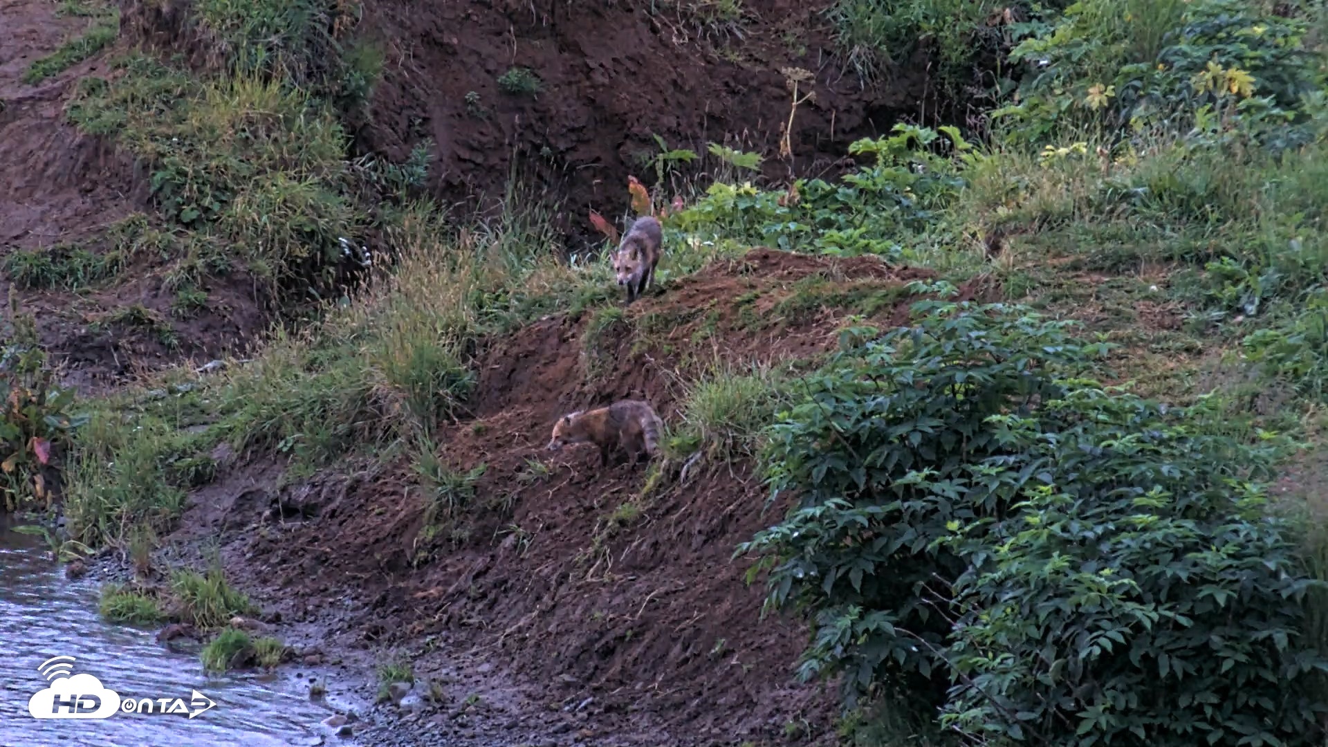 Snapshot of Kodiak Alaska Brown Bears Live Webcam taken Aug 12, 2026, 6:39am AKDT