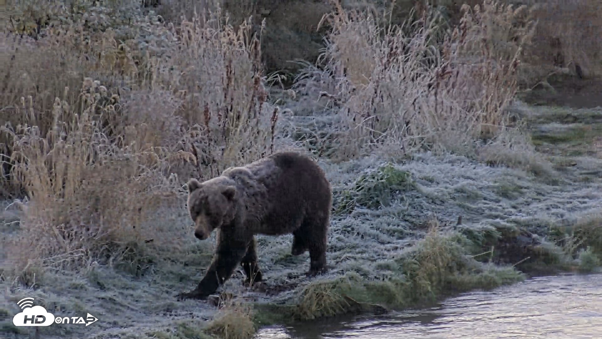 Snapshot of Kodiak Alaska Brown Bears Live Webcam taken Oct 2, 2026, 9:03am AKDT