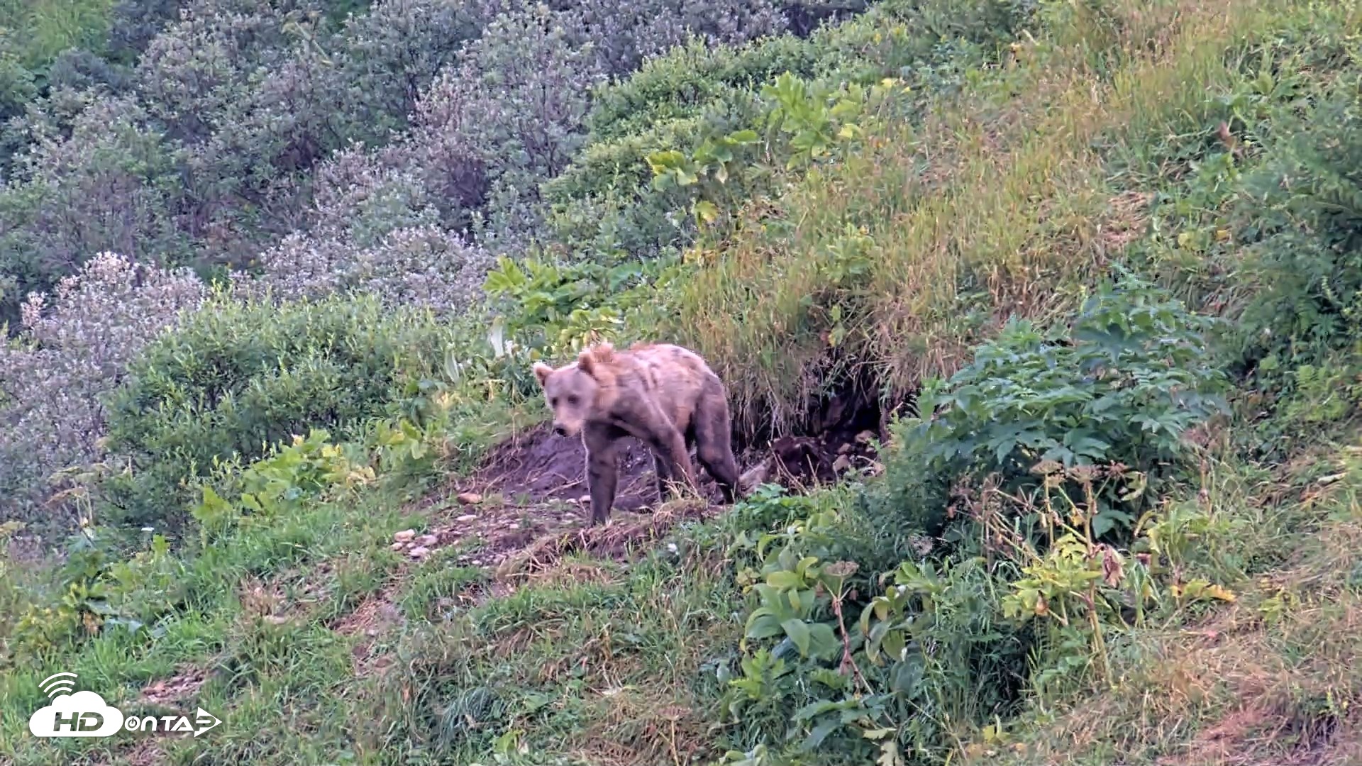 Snapshot of Kodiak Alaska Brown Bears Live Webcam taken Aug 14, 2026, 6:44pm AKDT