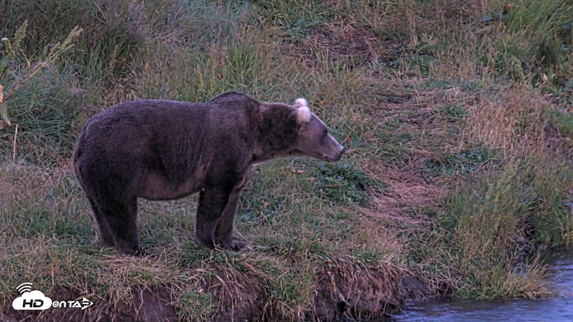 Snapshot of Kodiak Alaska Brown Bears Live Webcam taken Aug 11, 2026, 10:25pm AKDT