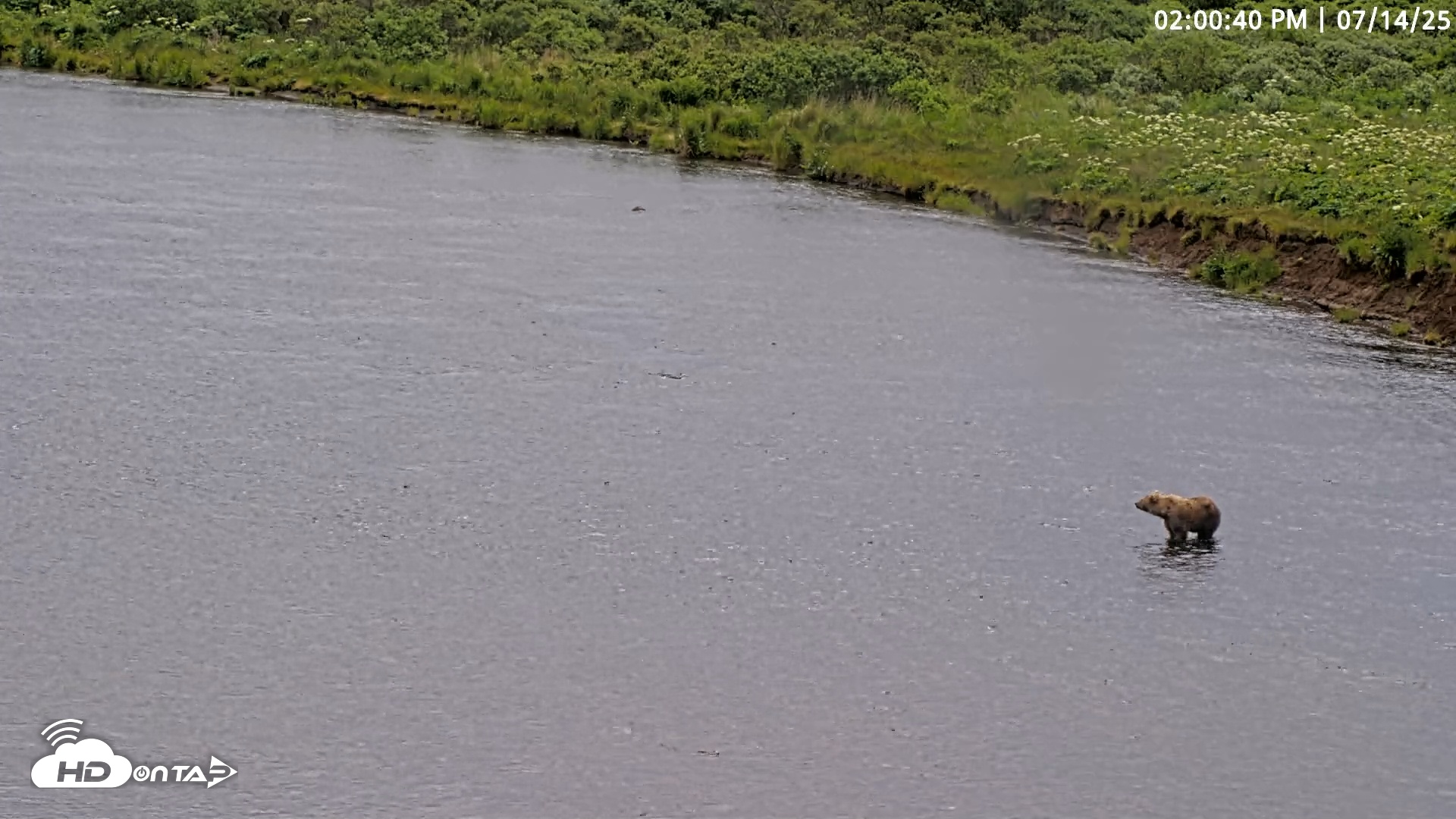 Snapshot of Kodiak Alaska Brown Bears Live Webcam taken Jul 14, 2025, 2:01pm AKDT
