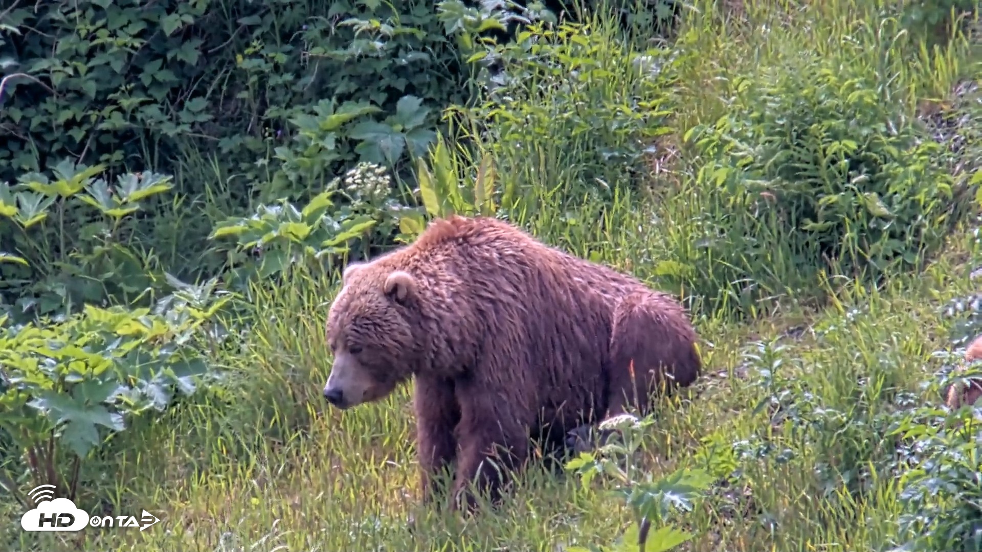 Snapshot of Kodiak Alaska Brown Bears Live Webcam taken Jul 15, 2026, 1:48pm AKDT