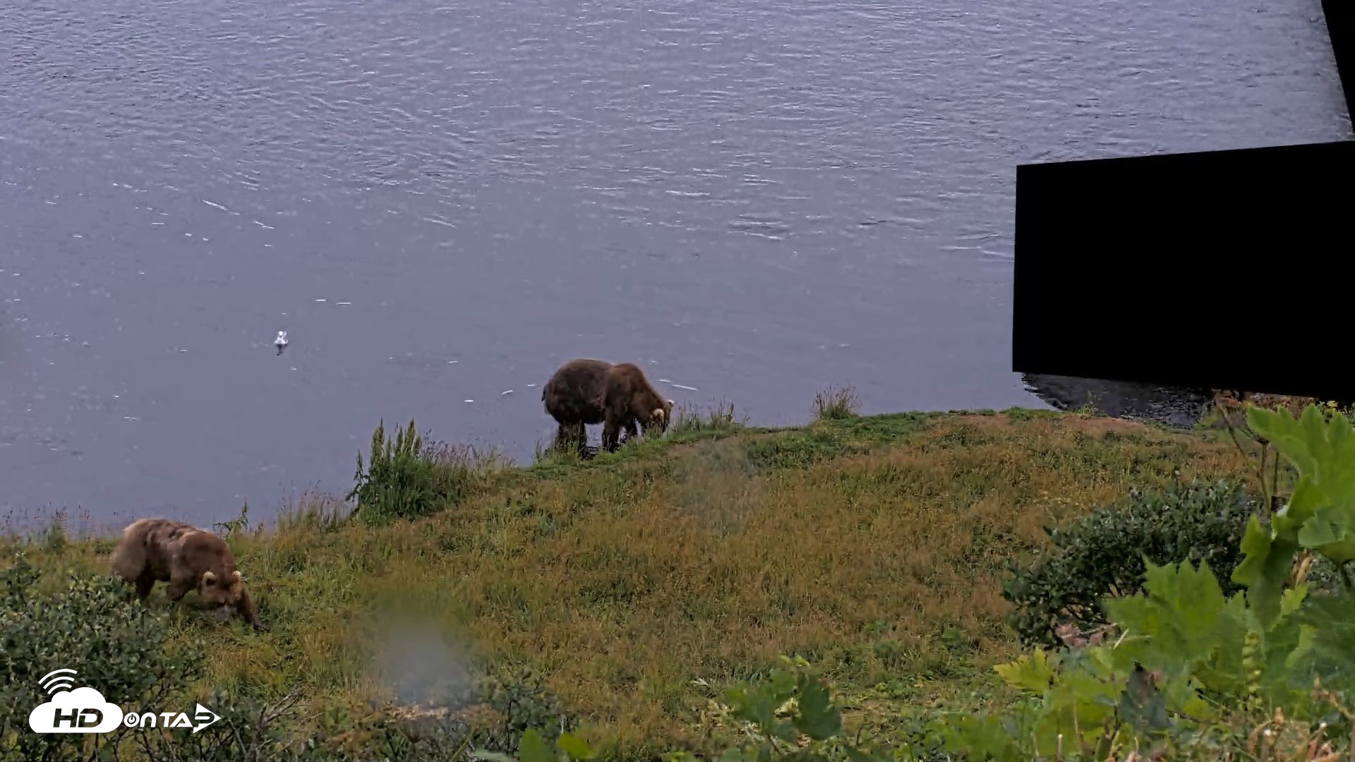 Snapshot of Kodiak Alaska Brown Bears Live Webcam taken Aug 12, 2026, 9:07pm AKDT