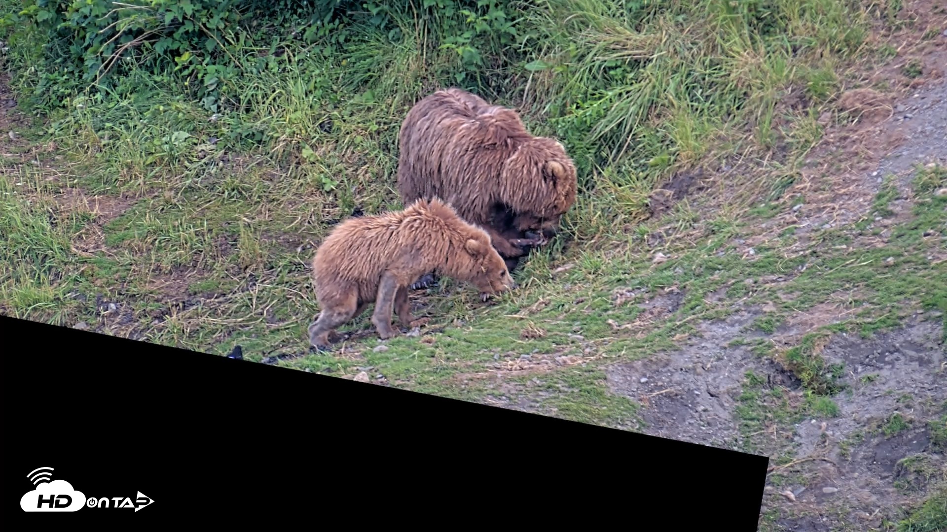 Snapshot of Kodiak Alaska Brown Bears Live Webcam taken Jul 29, 2026, 9:51pm AKDT
