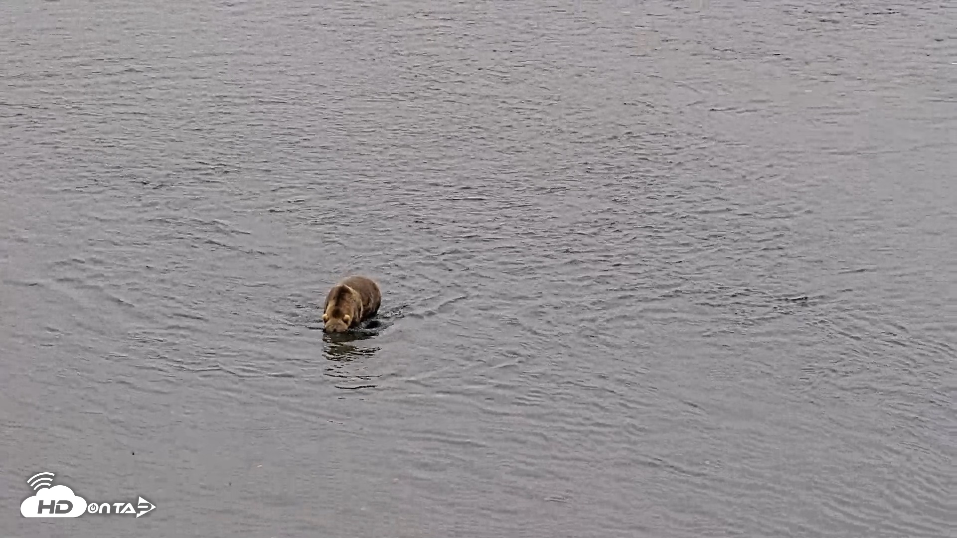 Snapshot of Kodiak Alaska Brown Bears Live Webcam taken Aug 7, 2026, 9:56am AKDT