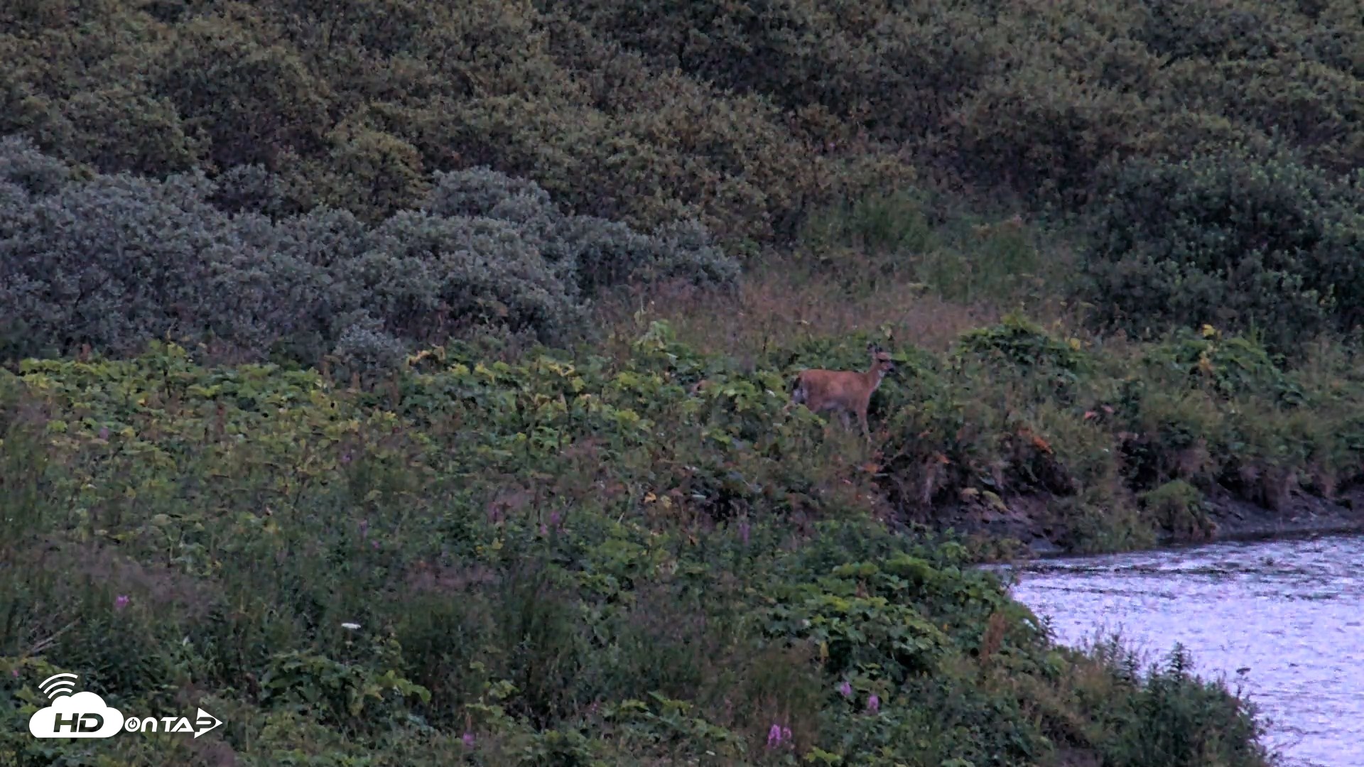 Snapshot of Kodiak Alaska Brown Bears Live Webcam taken Aug 18, 2026, 9:50pm AKDT