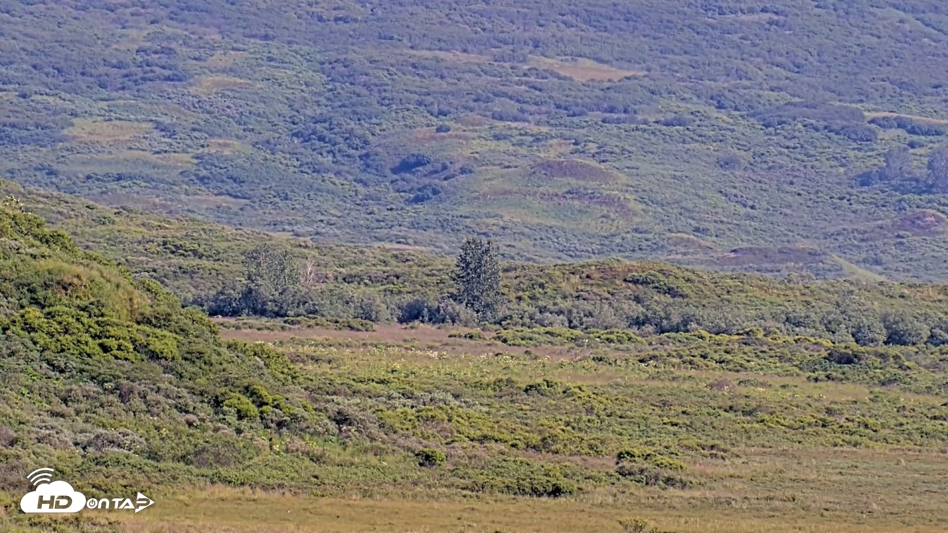 Snapshot of Kodiak Alaska Brown Bears Live Webcam taken Aug 8, 2026, 5:21pm AKDT