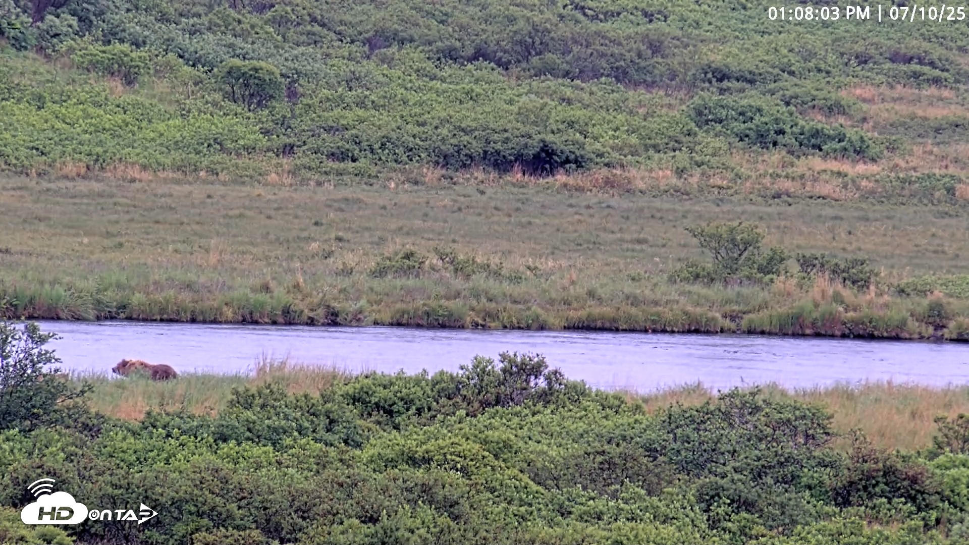 Snapshot of Kodiak Alaska Brown Bears Live Webcam taken Jul 10, 2025, 1:08pm AKDT