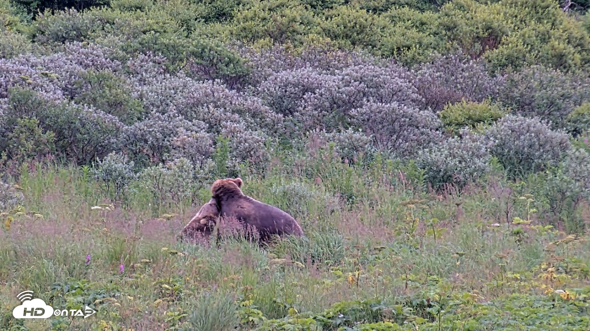 Snapshot of Kodiak Alaska Brown Bears Live Webcam taken Aug 10, 2026, 7:30pm AKDT