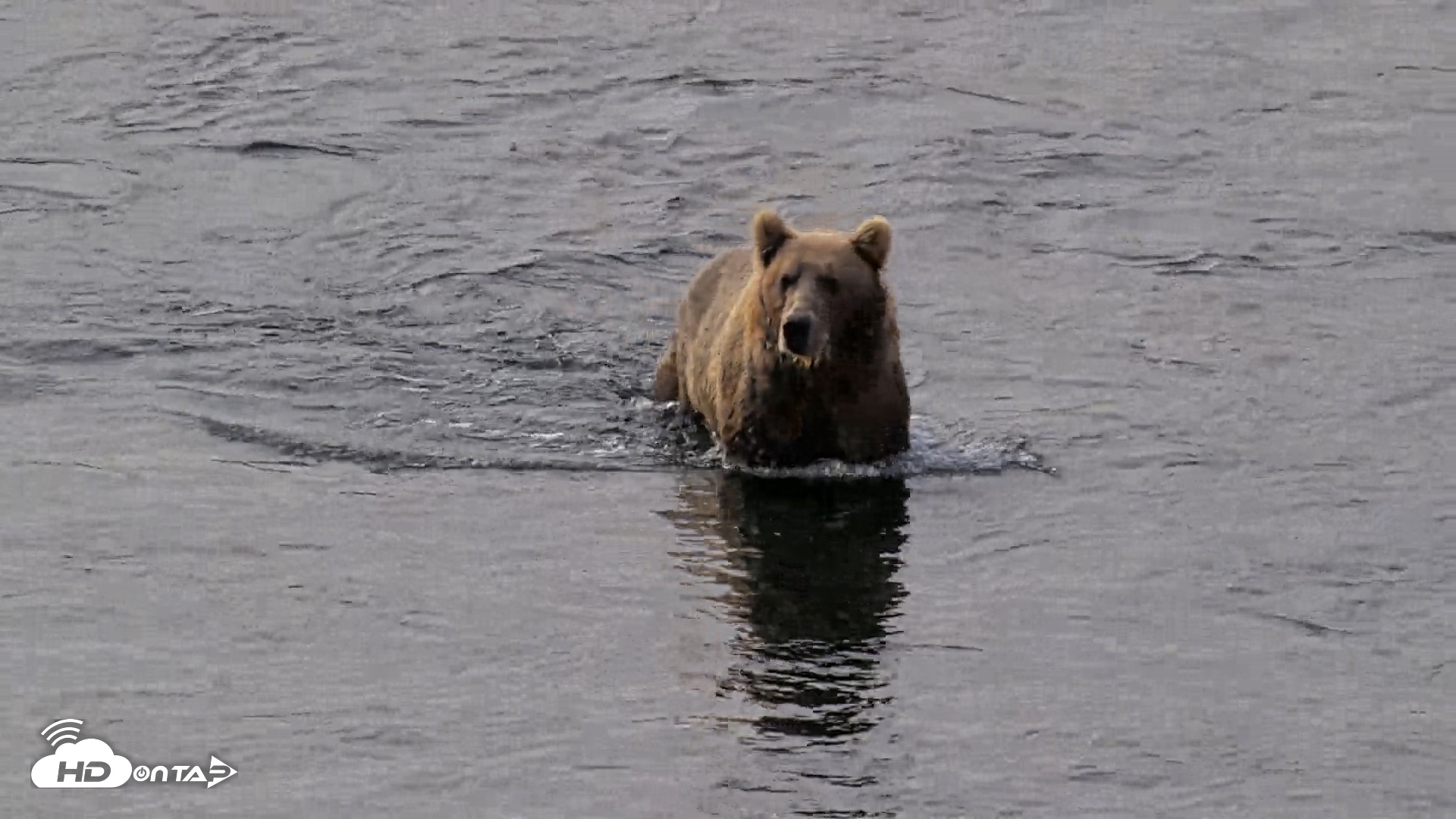 Snapshot of Kodiak Alaska Brown Bears Live Webcam taken Aug 18, 2026, 9:23am AKDT