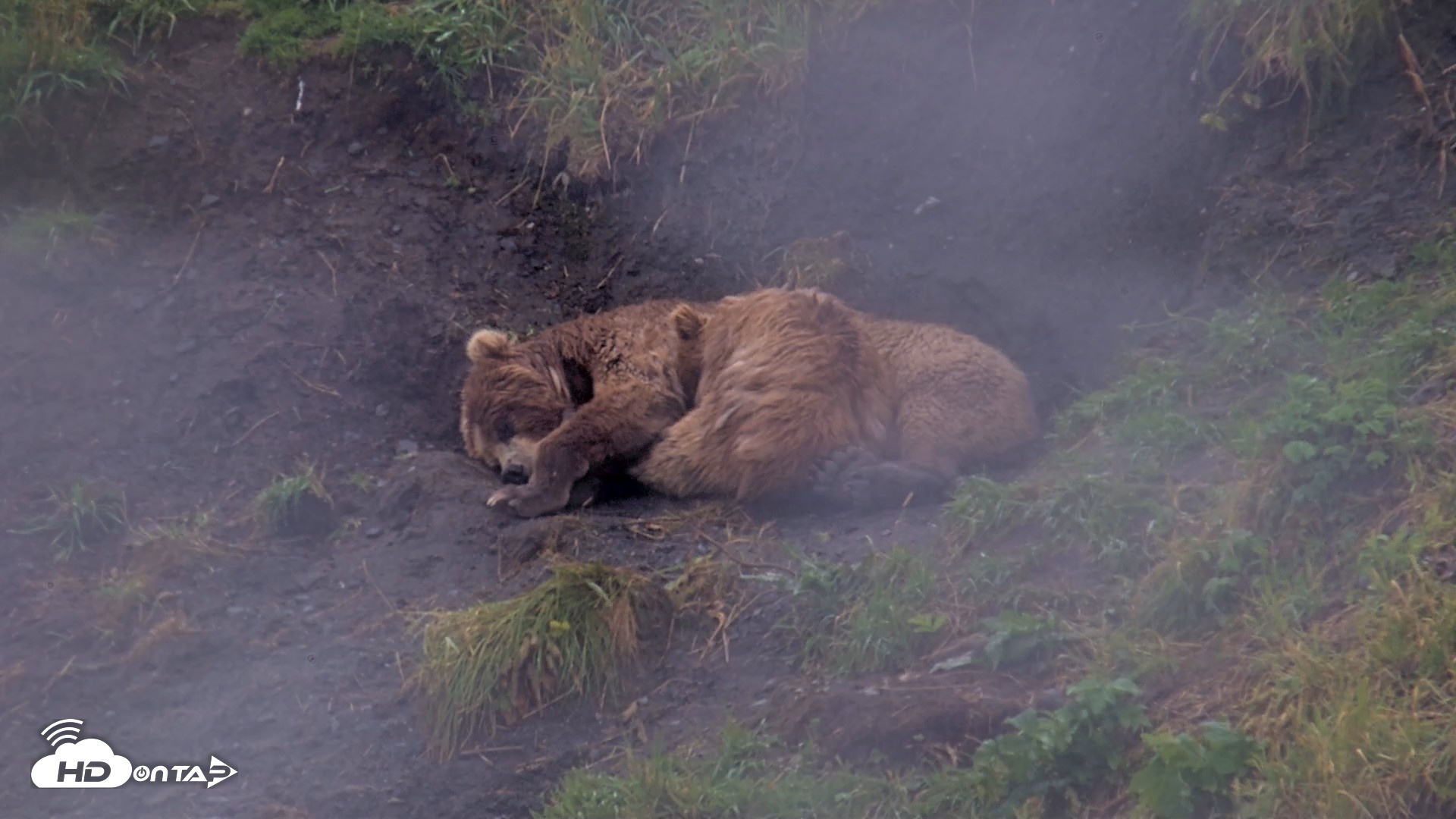 Snapshot of Kodiak Alaska Brown Bears Live Webcam taken Aug 13, 2026, 5:34pm AKDT