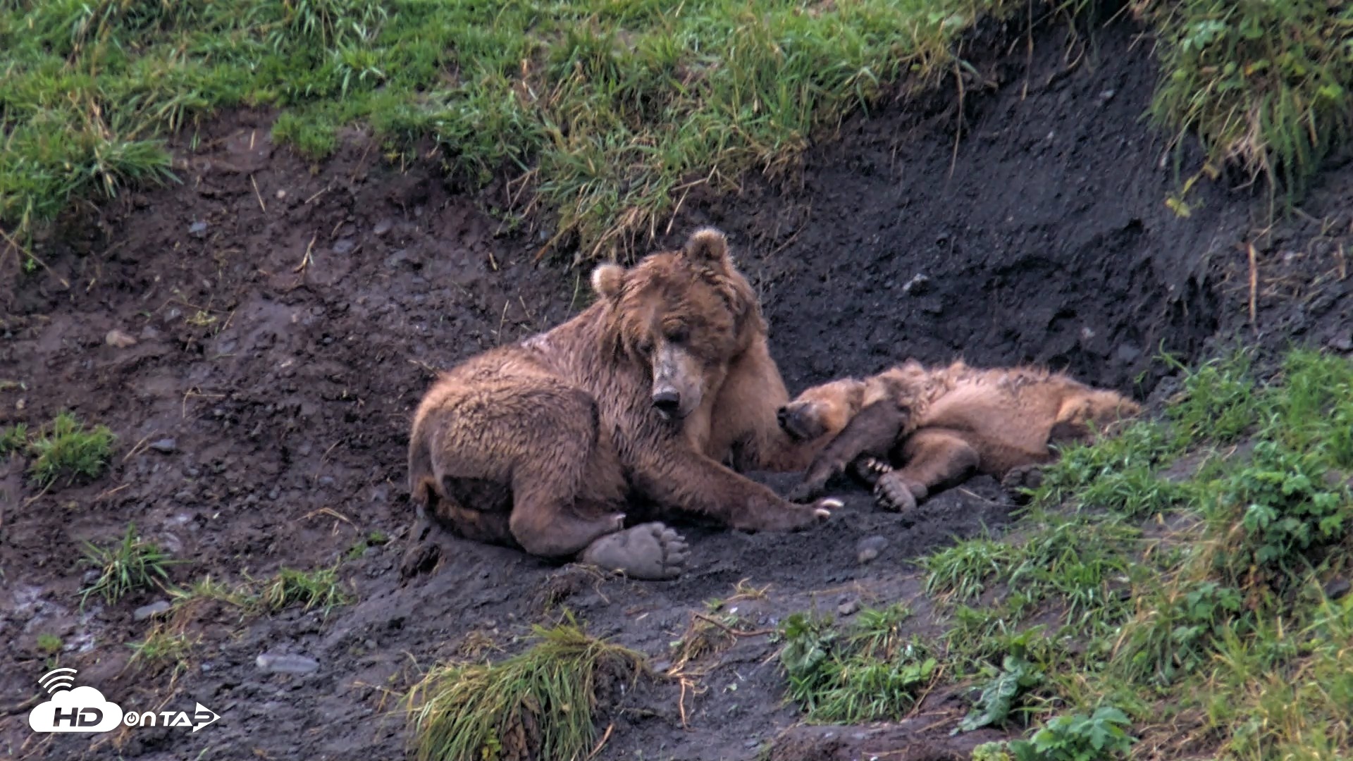 Snapshot of Kodiak Alaska Brown Bears Live Webcam taken Aug 17, 2026, 7:28pm AKDT