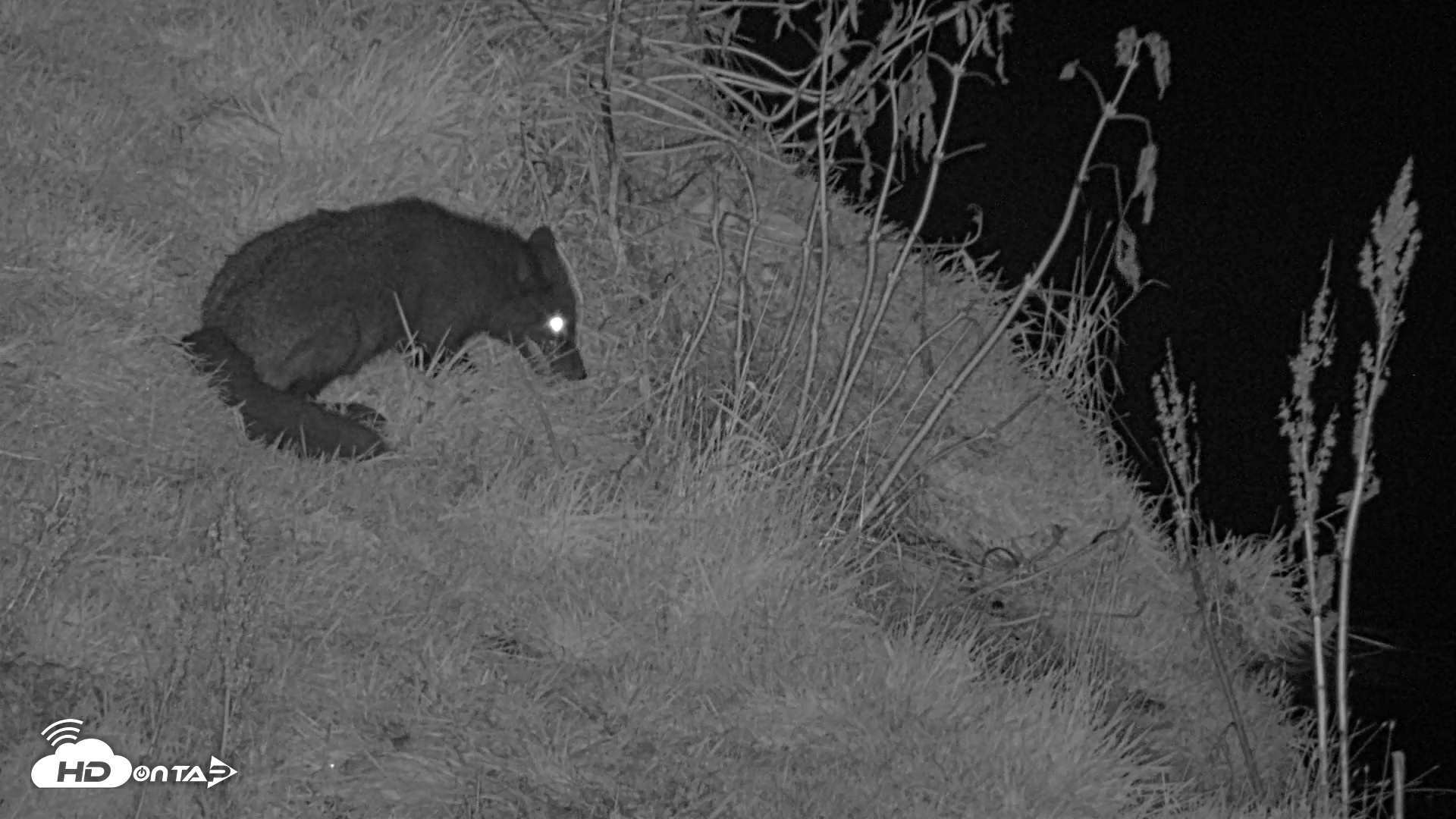 Snapshot of Kodiak Alaska Brown Bears Live Webcam taken Oct 7, 2026, 9:47pm AKDT