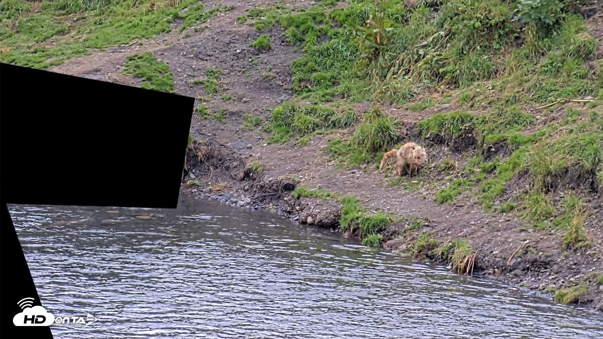 Snapshot of Kodiak Alaska Brown Bears Live Webcam taken Aug 18, 2026, 4:27pm AKDT