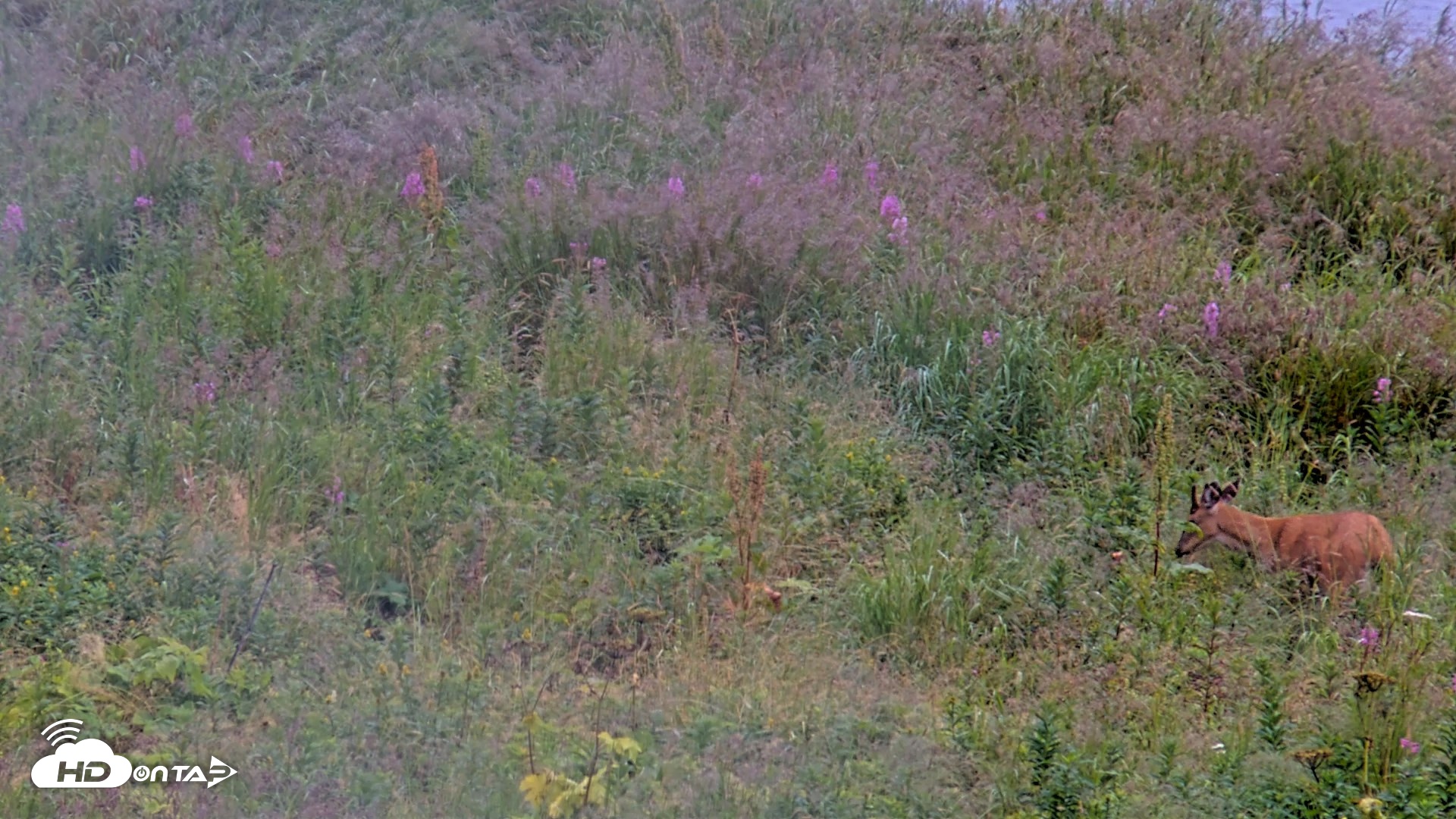 Snapshot of Kodiak Alaska Brown Bears Live Webcam taken Aug 19, 2026, 10:58am AKDT