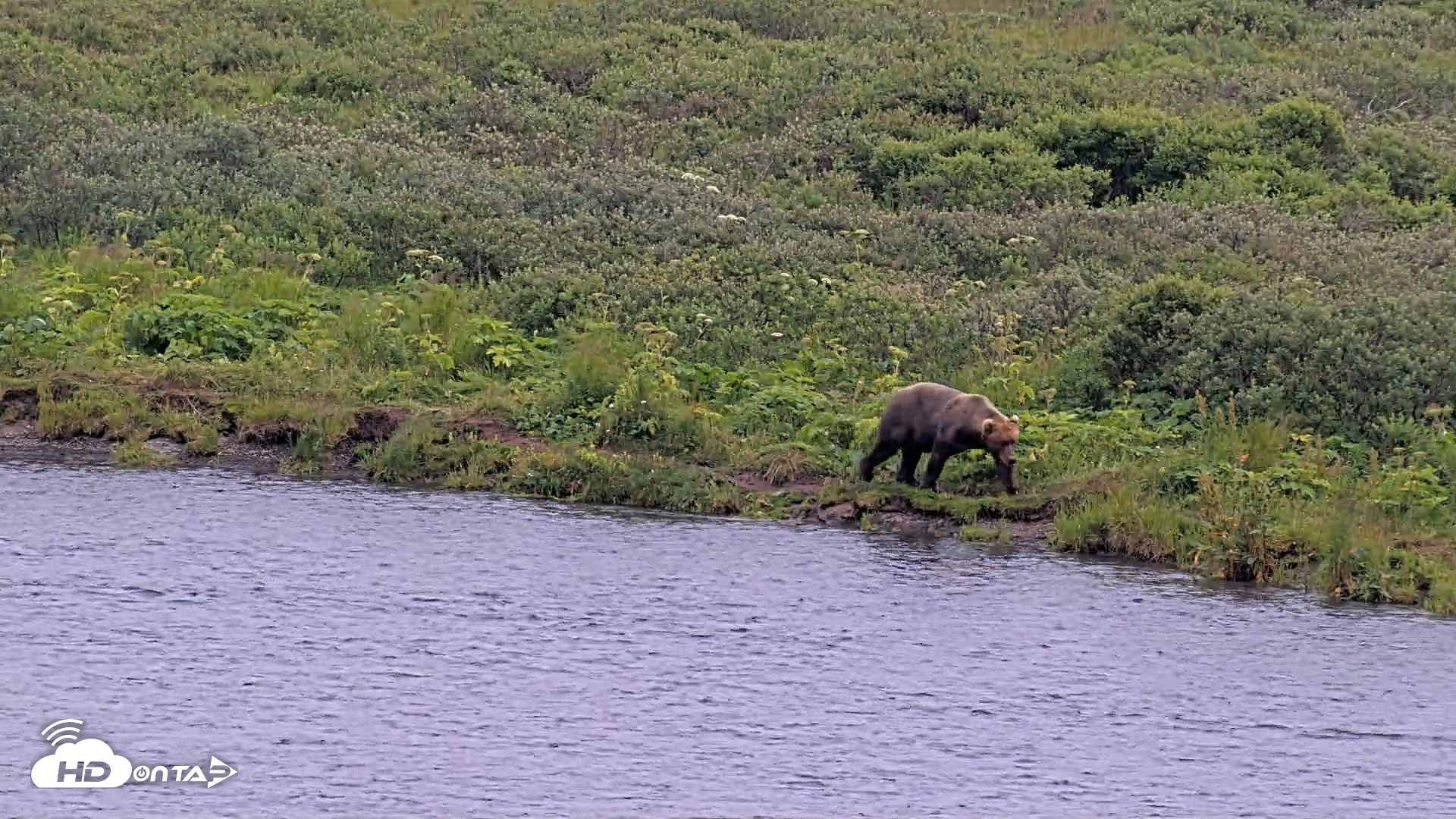 Snapshot of Kodiak Alaska Brown Bears Live Webcam taken Aug 9, 2026, 8:53pm AKDT