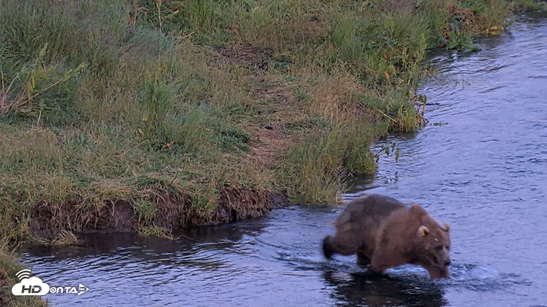 Snapshot of Kodiak Alaska Brown Bears Live Webcam taken Aug 8, 2026, 10:13pm AKDT