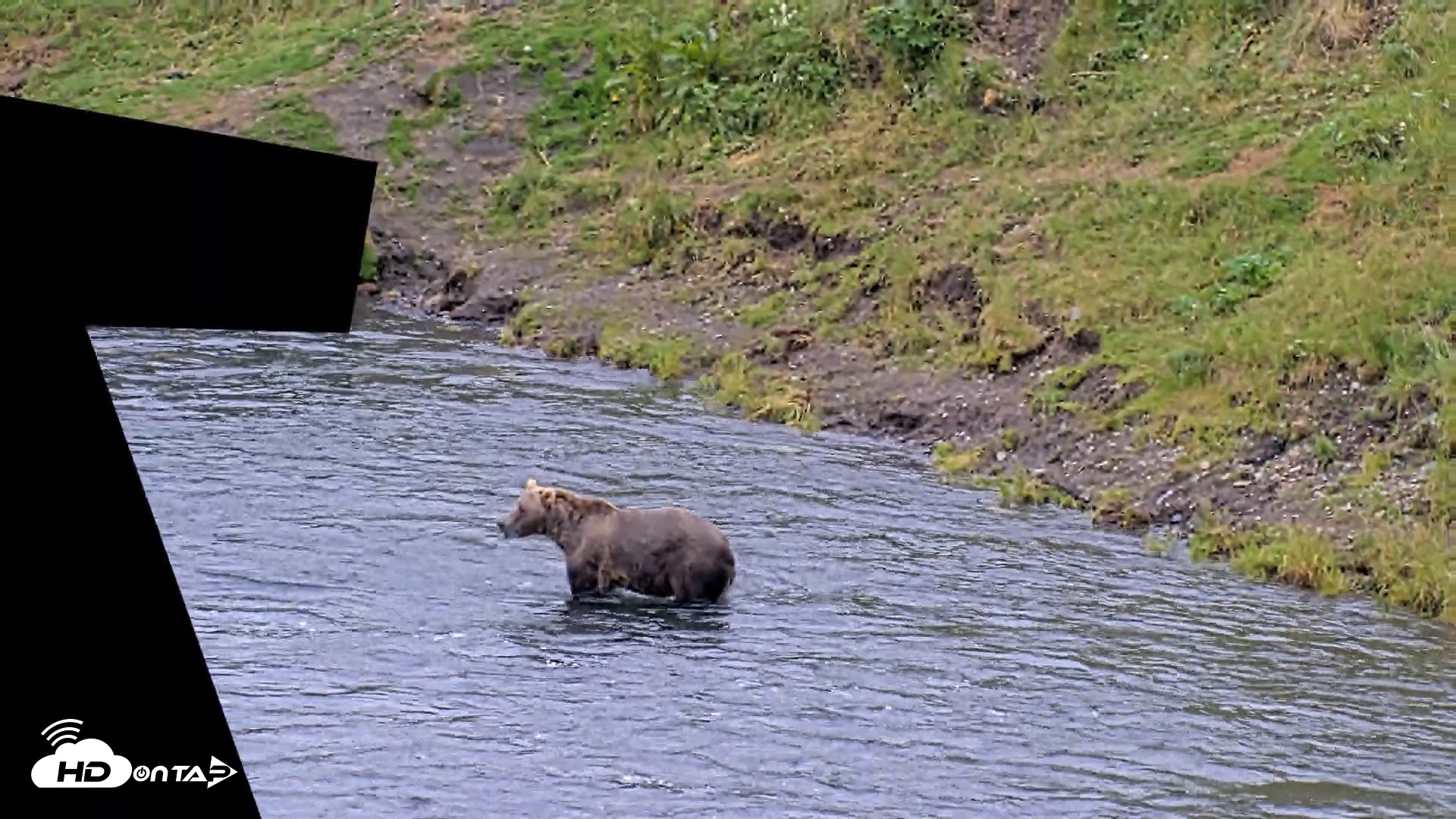 Snapshot of Kodiak Alaska Brown Bears Live Webcam taken Aug 6, 2026, 10:44am AKDT
