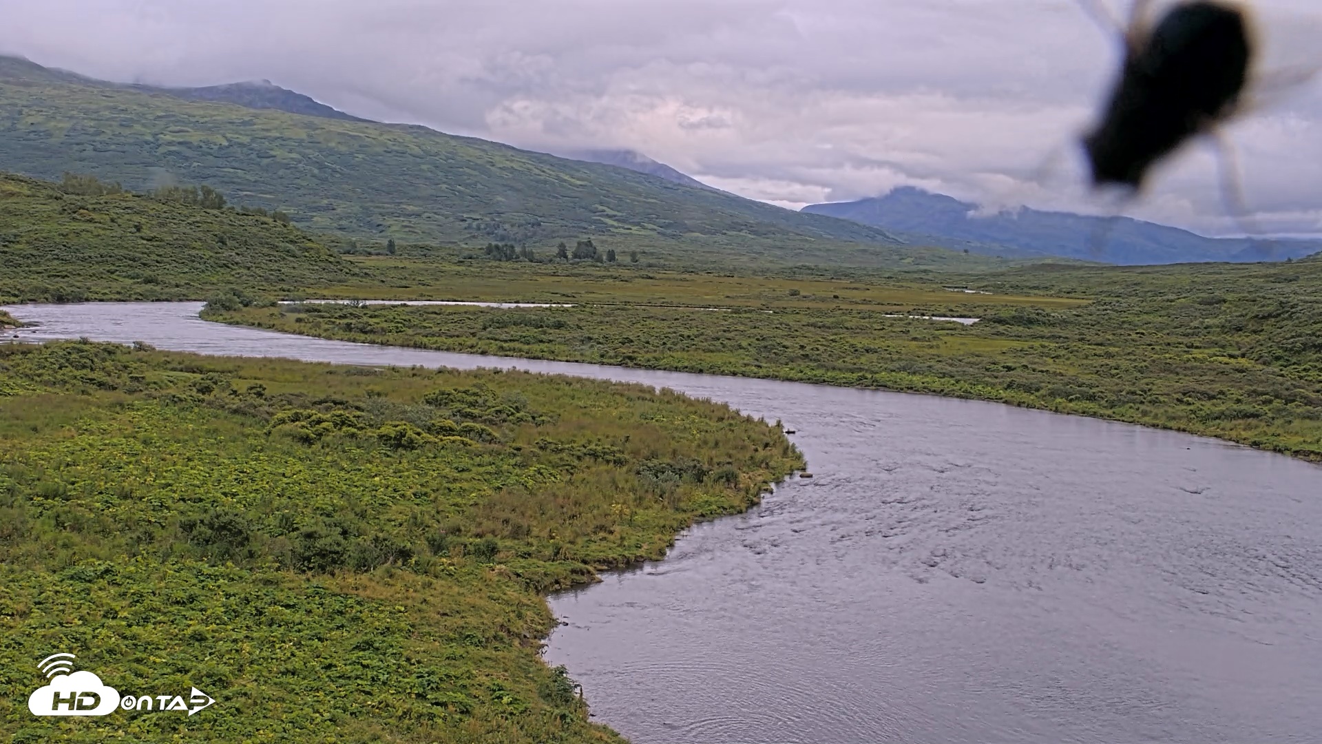 Snapshot of Kodiak Alaska Brown Bears Live Webcam taken Aug 19, 2026, 7:16pm AKDT