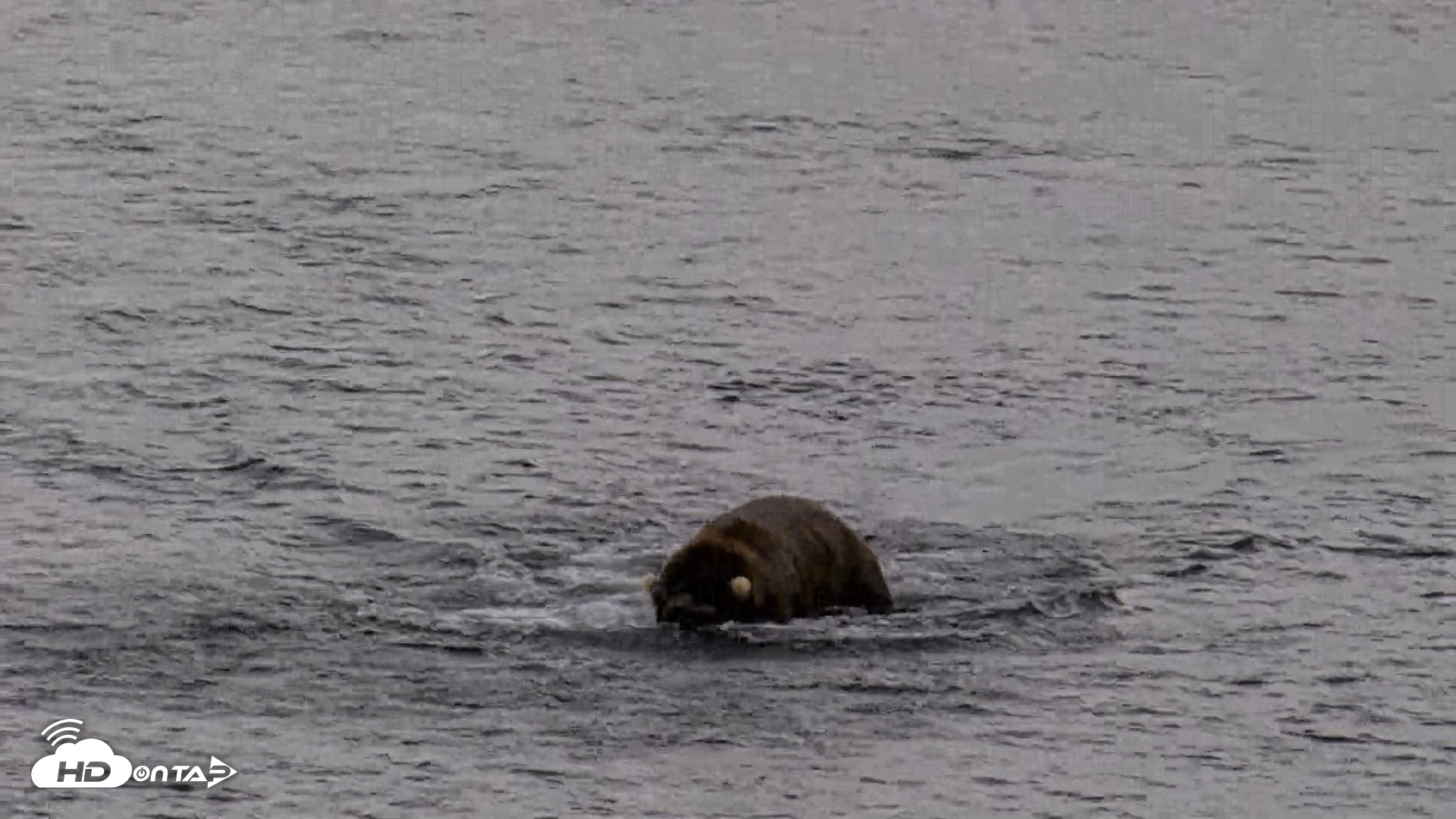 Snapshot of Kodiak Alaska Brown Bears Live Webcam taken Aug 20, 2026, 5:46pm AKDT