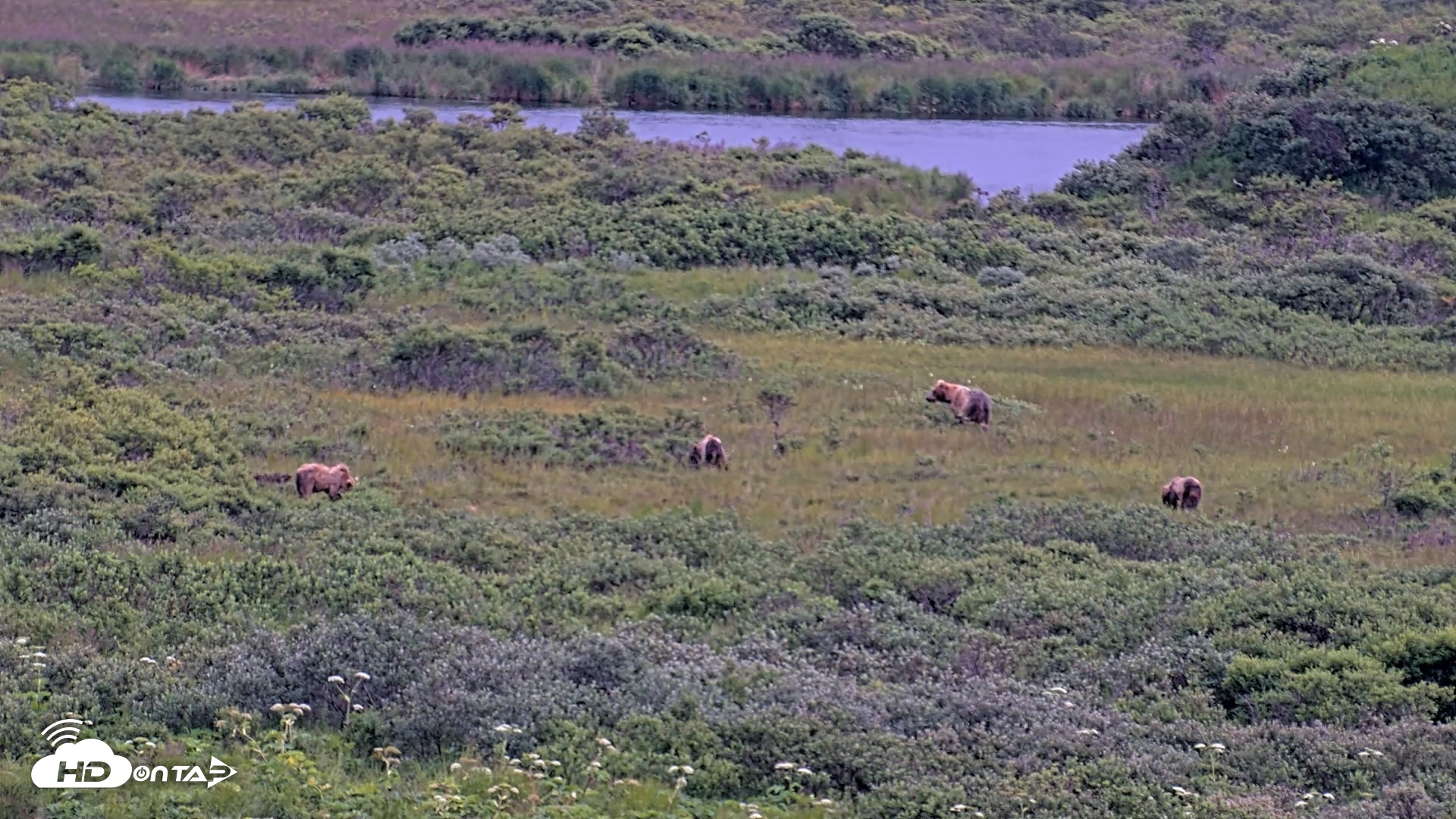 Snapshot of Kodiak Alaska Brown Bears Live Webcam taken Aug 2, 2026, 9:54pm AKDT