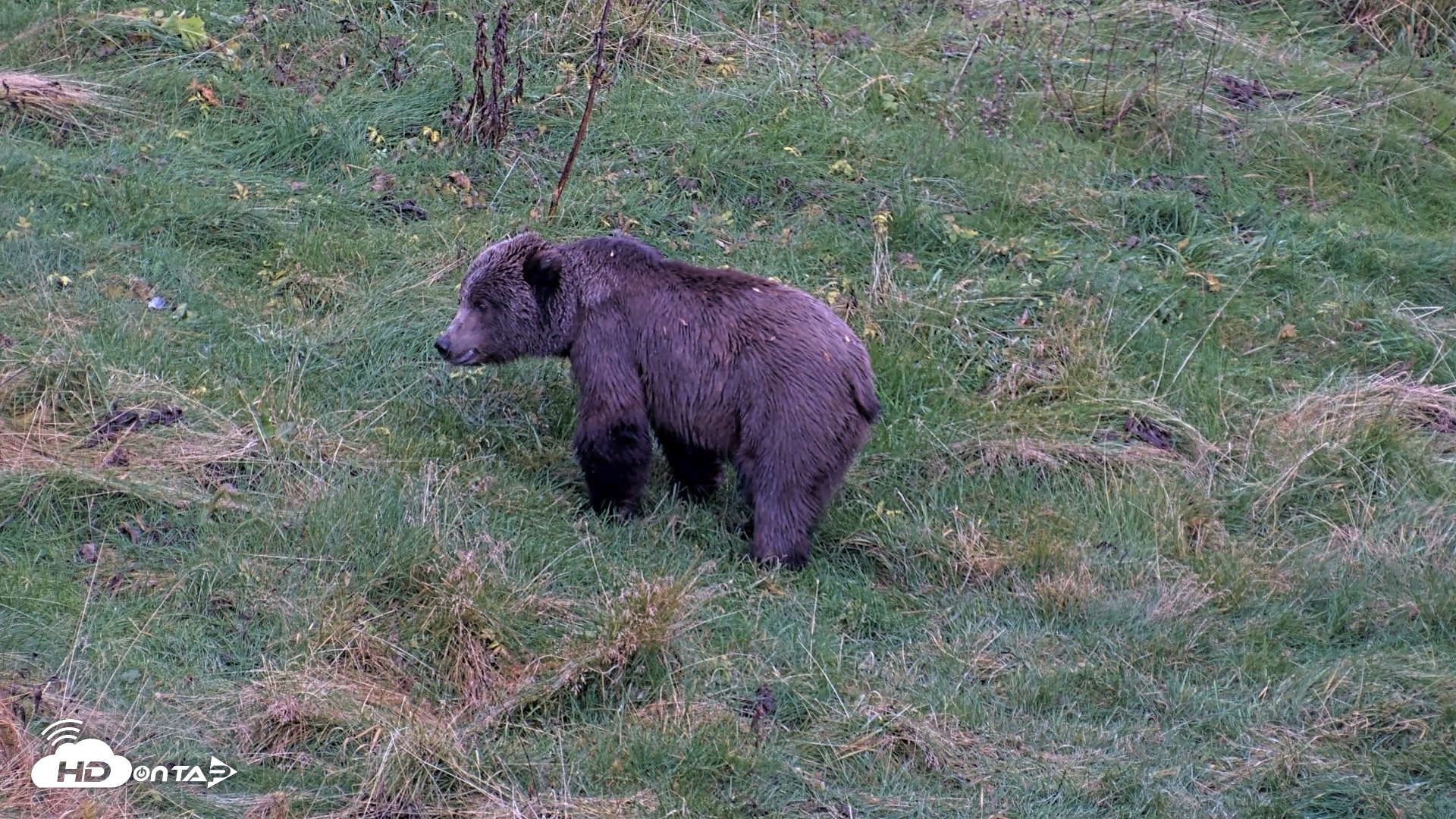 Snapshot of Kodiak Alaska Brown Bears Live Webcam taken Oct 12, 2026, 7:03pm AKDT
