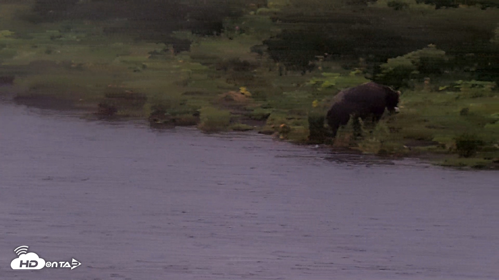 Snapshot of Kodiak Alaska Brown Bears Live Webcam taken Aug 16, 2026, 7:46am AKDT
