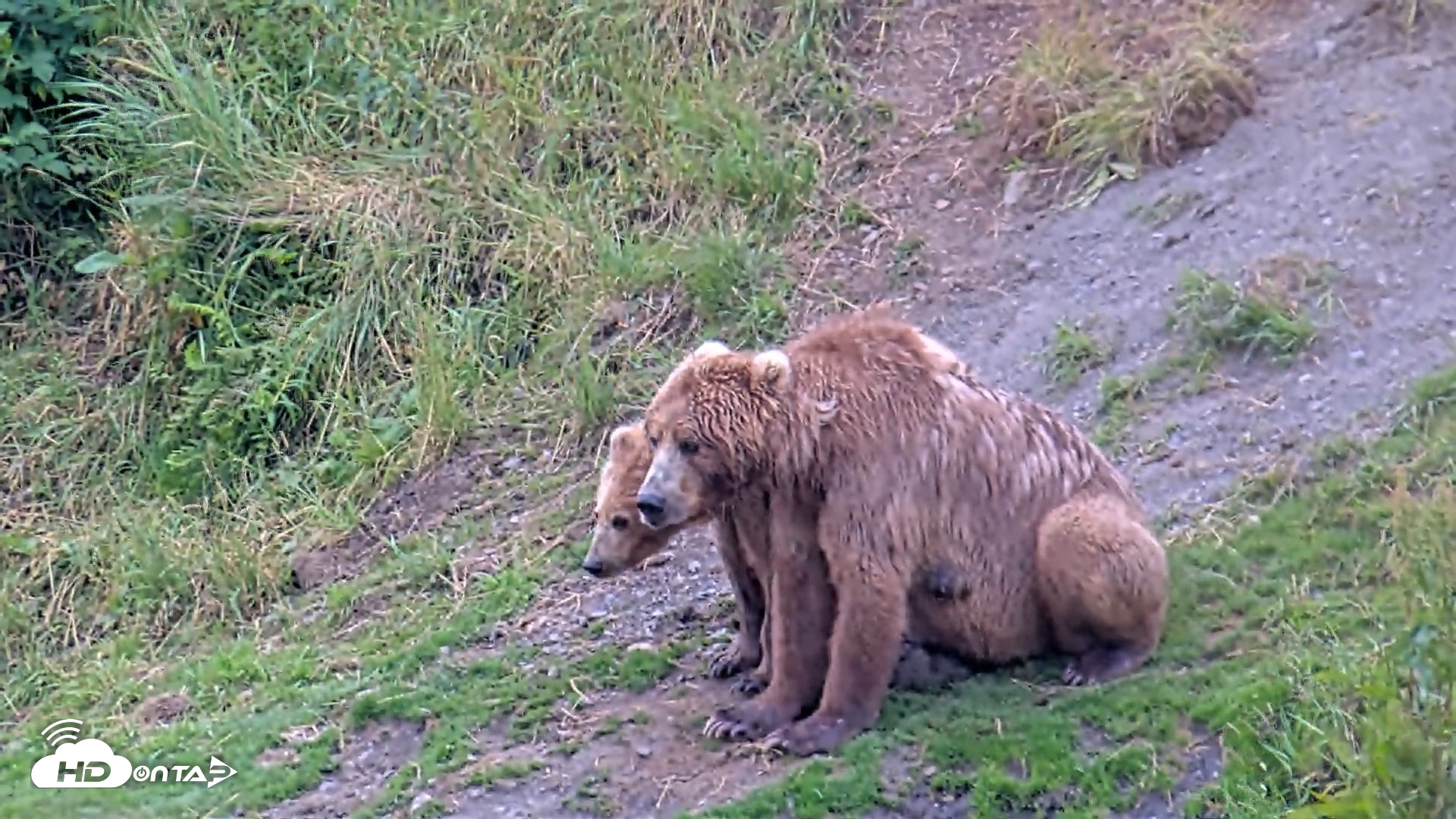 Snapshot of Kodiak Alaska Brown Bears Live Webcam taken Aug 7, 2026, 3:29pm AKDT