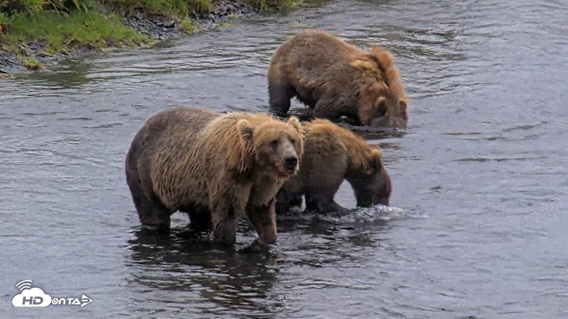 Snapshot of Kodiak Alaska Brown Bears Live Webcam taken Aug 12, 2026, 6:26pm AKDT