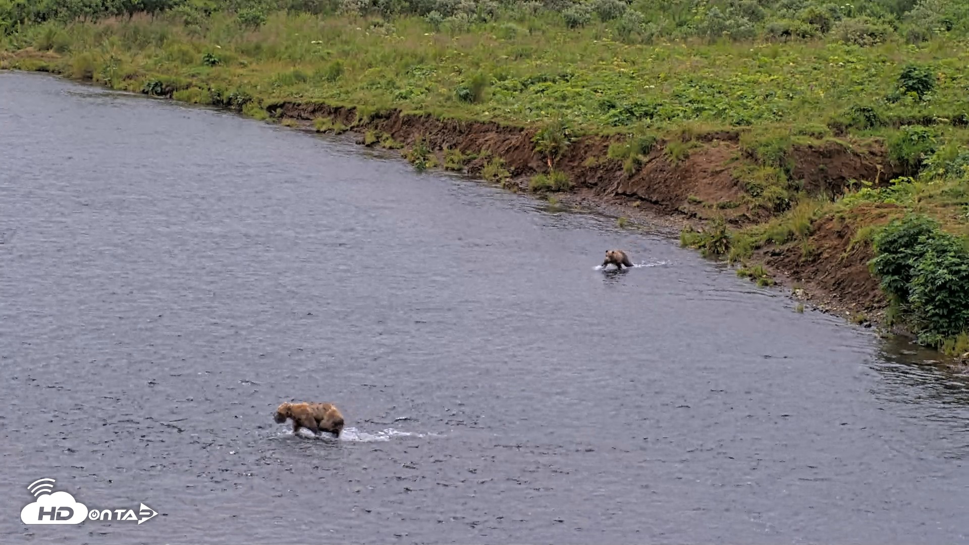 Snapshot of Kodiak Alaska Brown Bears Live Webcam taken Aug 10, 2026, 11:58am AKDT