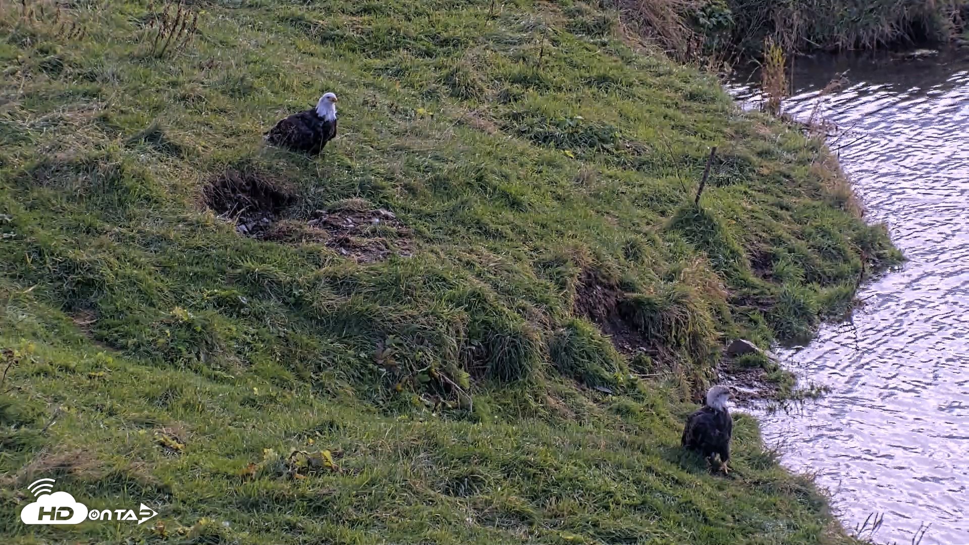 Snapshot of Kodiak Alaska Brown Bears Live Webcam taken Oct 8, 2026, 12:42pm AKDT
