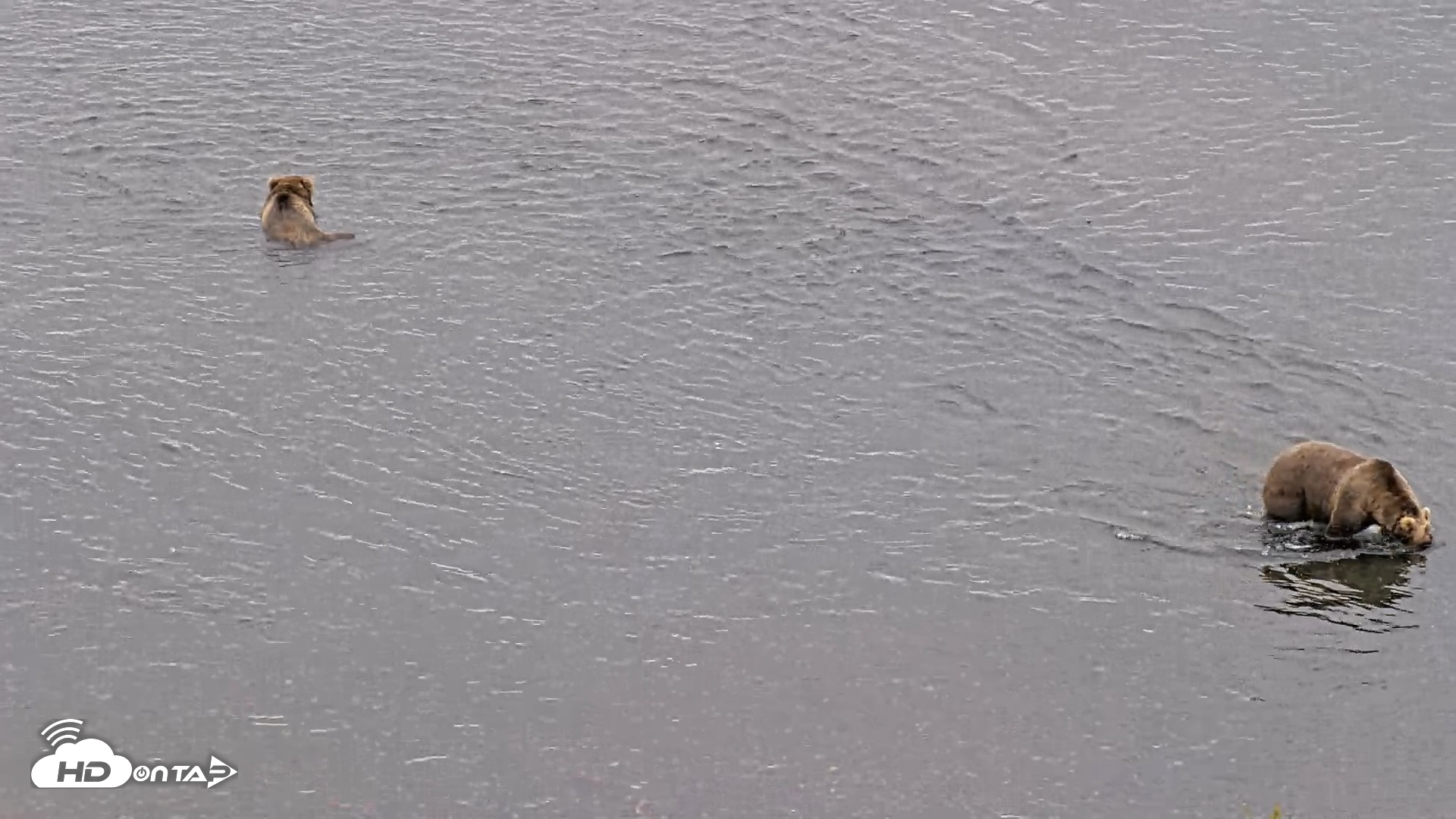 Snapshot of Kodiak Alaska Brown Bears Live Webcam taken Aug 10, 2026, 11:49am AKDT