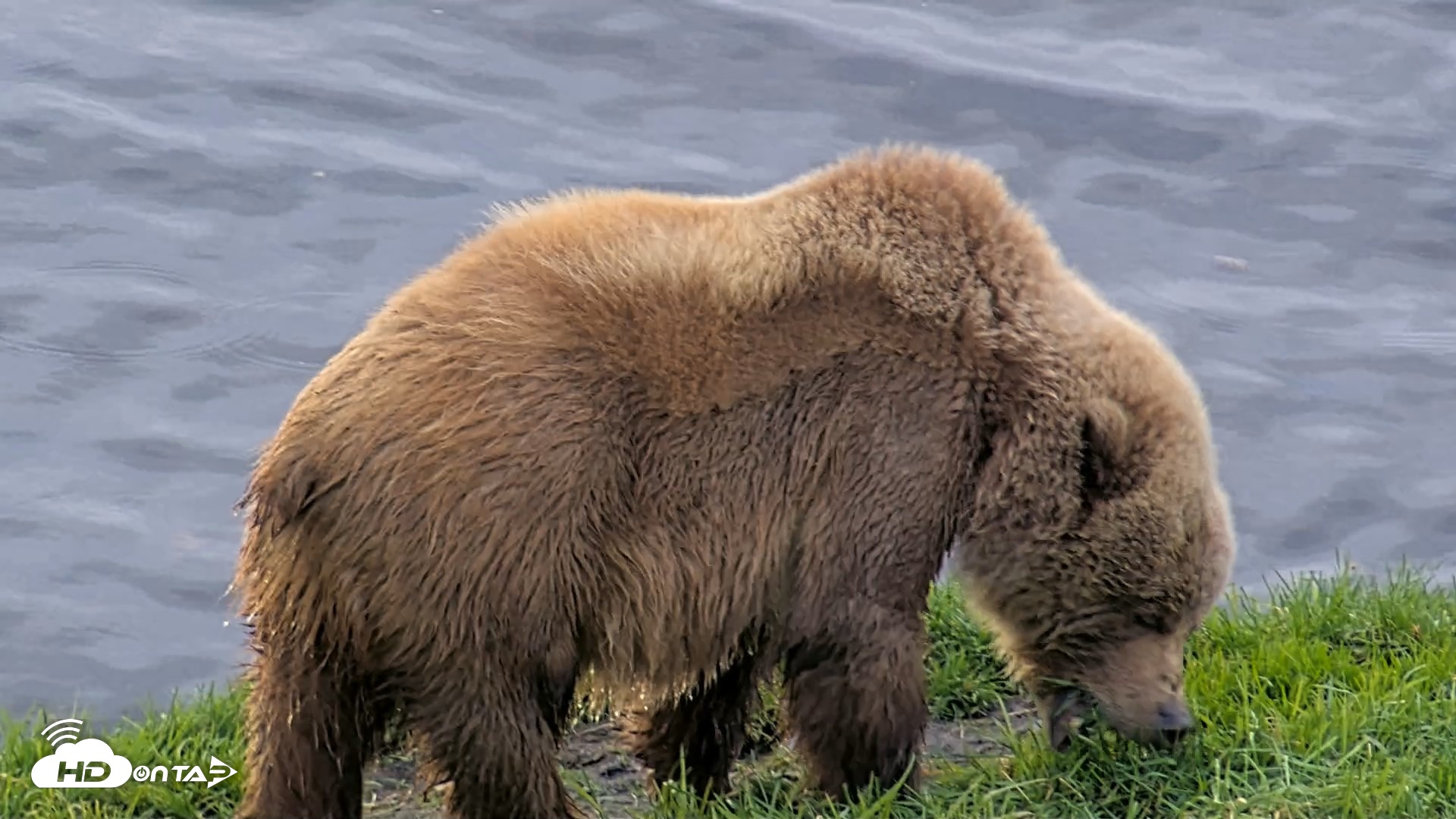 Snapshot of Kodiak Alaska Brown Bears Live Webcam taken Oct 3, 2026, 10:50am AKDT