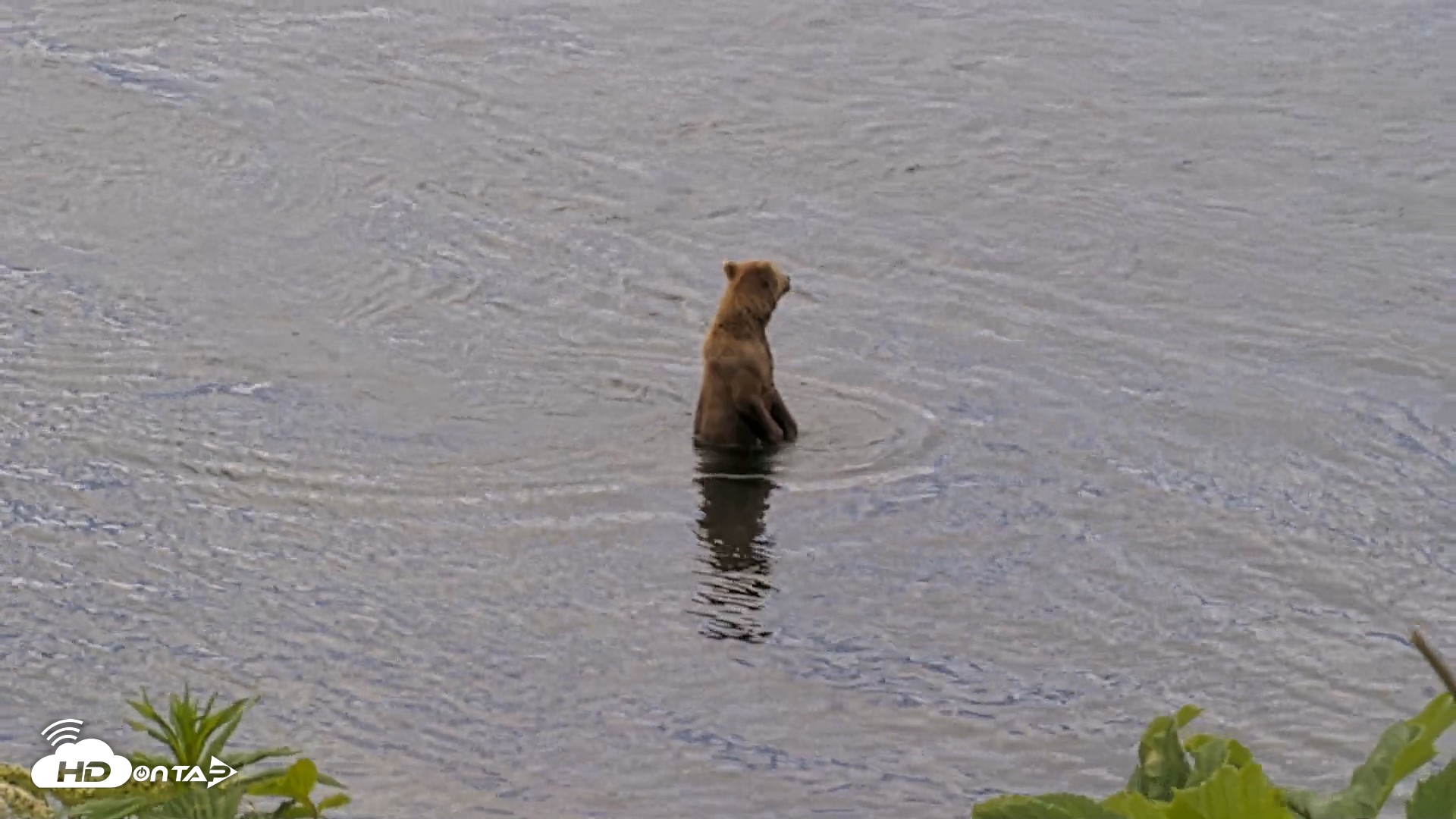 Snapshot of Kodiak Alaska Brown Bears Live Webcam taken Jul 23, 2026, 11:32am AKDT