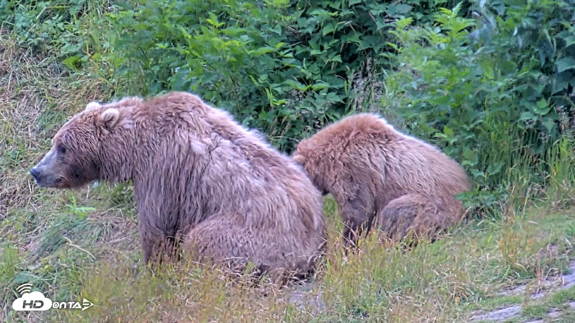 Snapshot of Kodiak Alaska Brown Bears Live Webcam taken Aug 3, 2026, 7:33pm AKDT