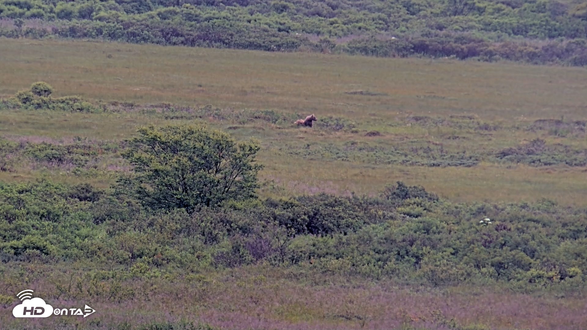 Snapshot of Kodiak Alaska Brown Bears Live Webcam taken Aug 4, 2026, 9:28am AKDT