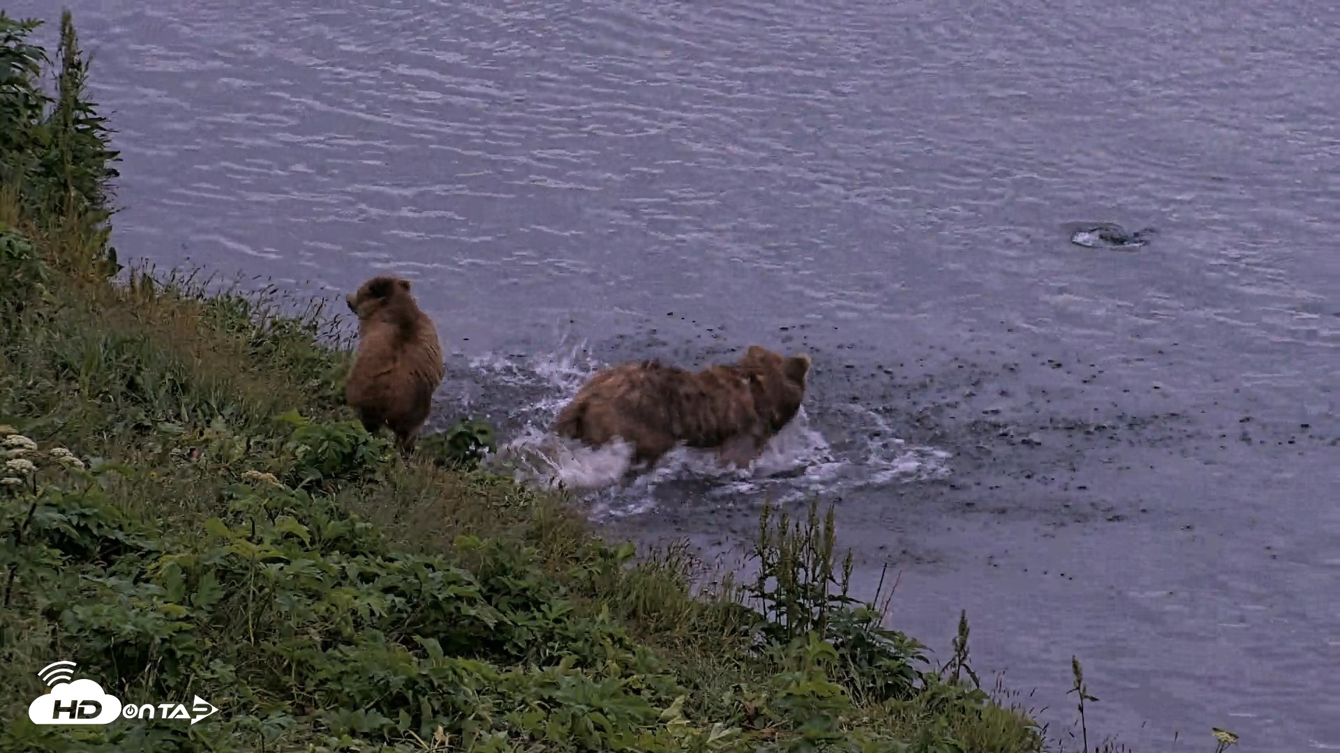 Snapshot of Kodiak Alaska Brown Bears Live Webcam taken Jul 27, 2026, 11:00pm AKDT
