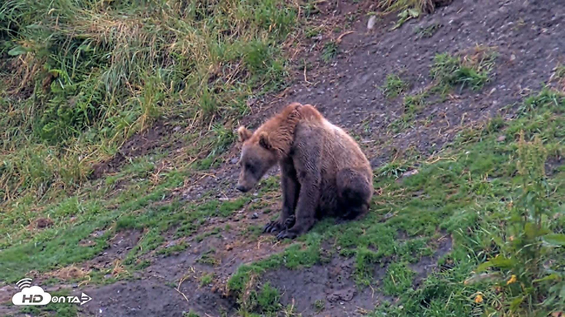 Snapshot of Kodiak Alaska Brown Bears Live Webcam taken Aug 7, 2026, 7:31am AKDT