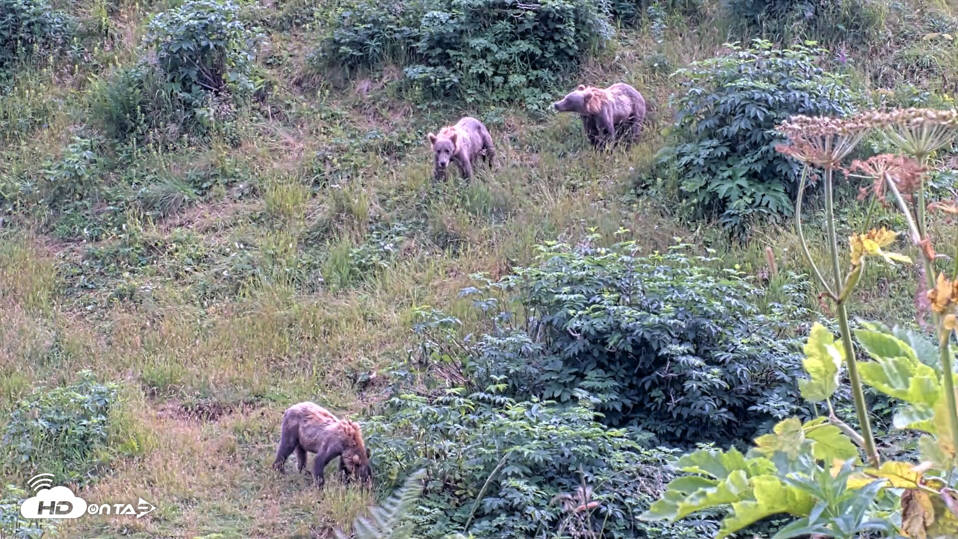 Snapshot of Kodiak Alaska Brown Bears Live Webcam taken Aug 11, 2026, 4:50pm AKDT