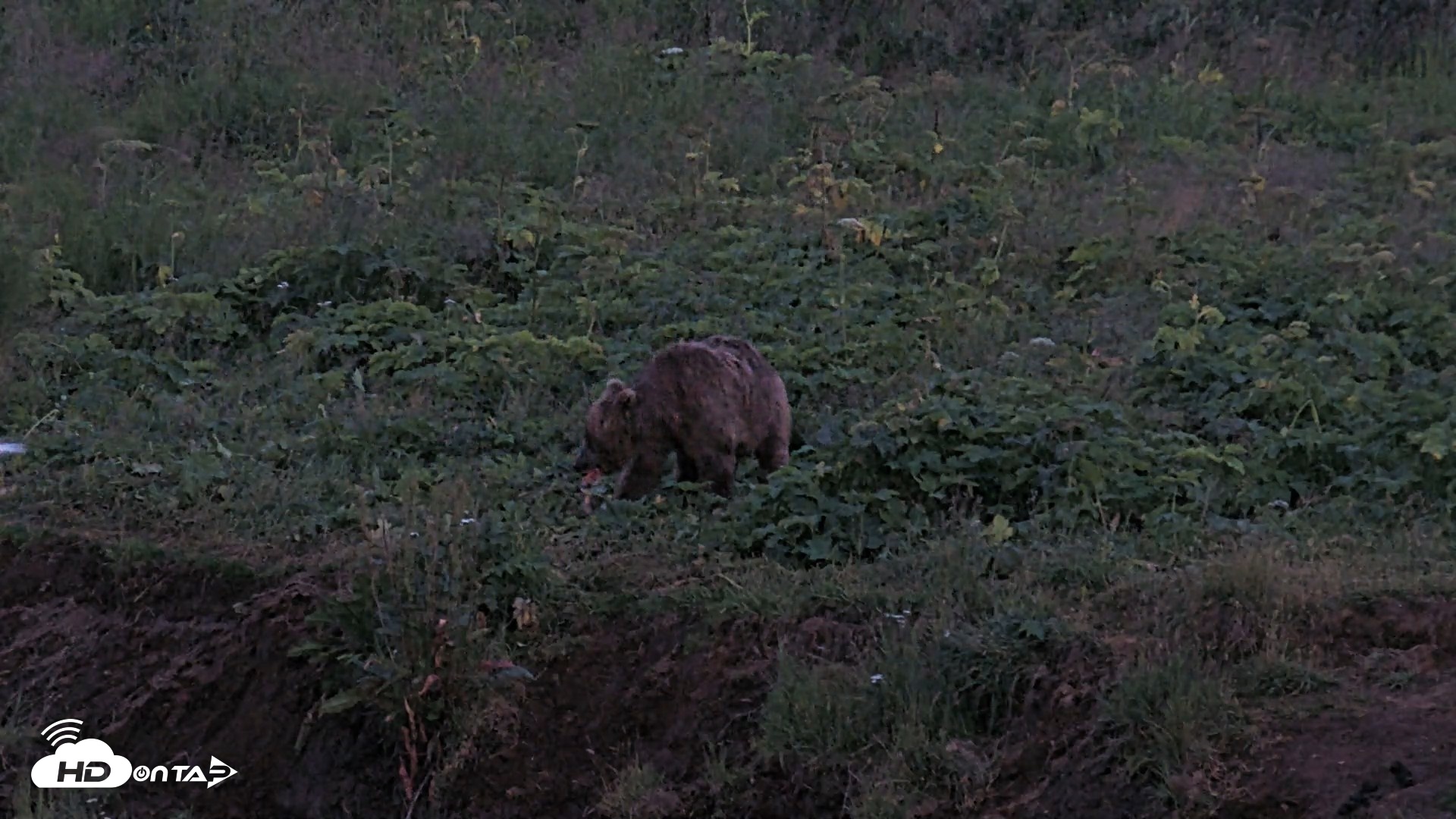 Snapshot of Kodiak Alaska Brown Bears Live Webcam taken Aug 11, 2026, 10:33pm AKDT