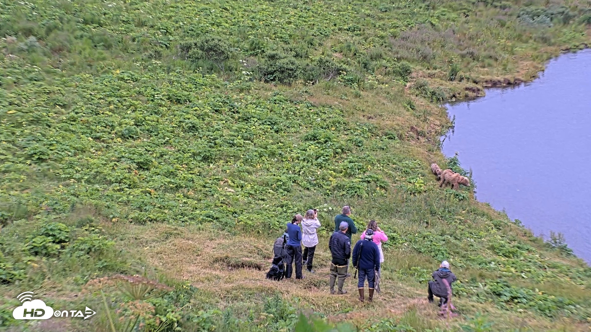Snapshot of Kodiak Alaska Brown Bears Live Webcam taken Aug 5, 2026, 9:25am AKDT