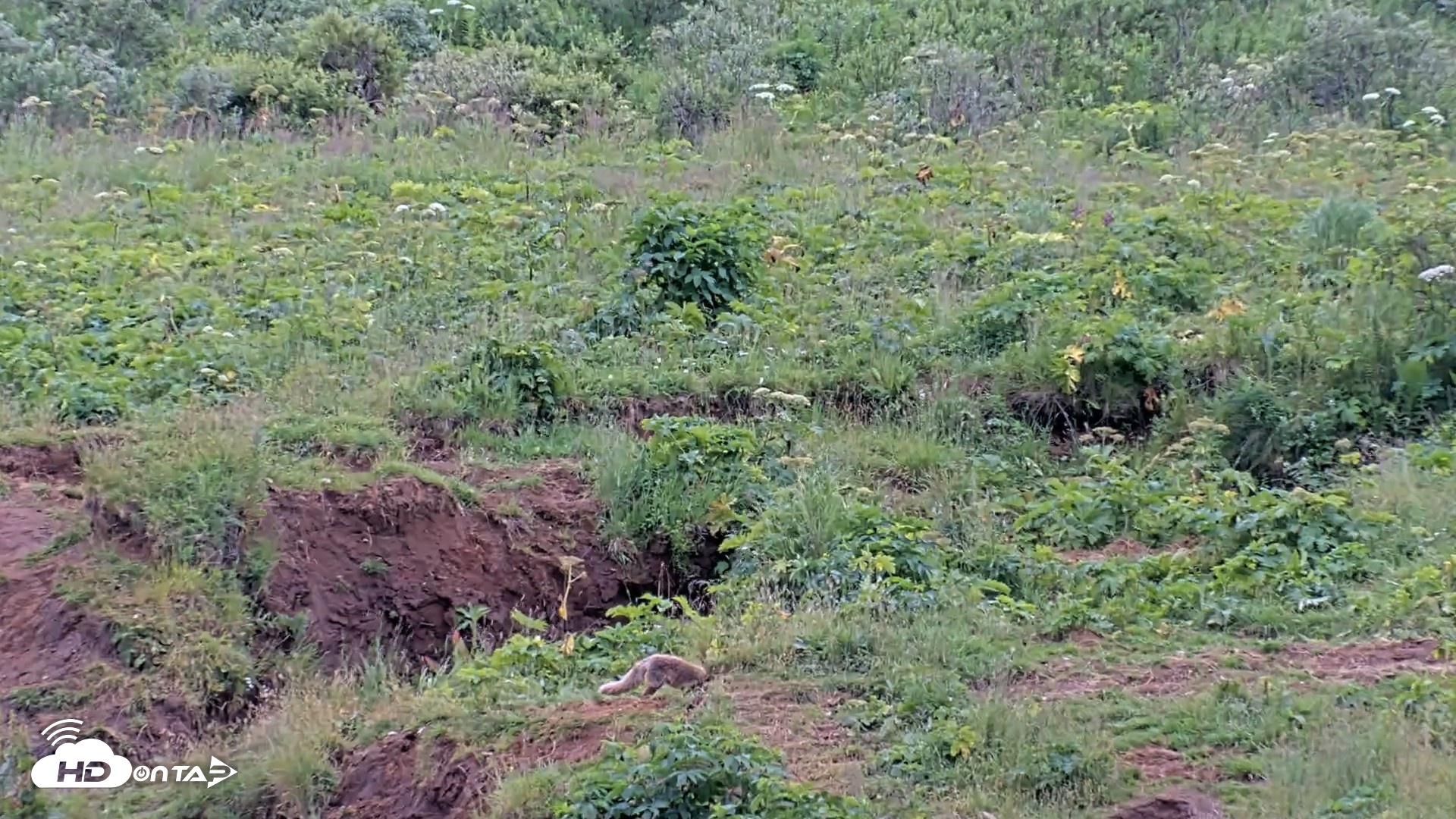 Snapshot of Kodiak Alaska Brown Bears Live Webcam taken Aug 7, 2026, 3:43pm AKDT