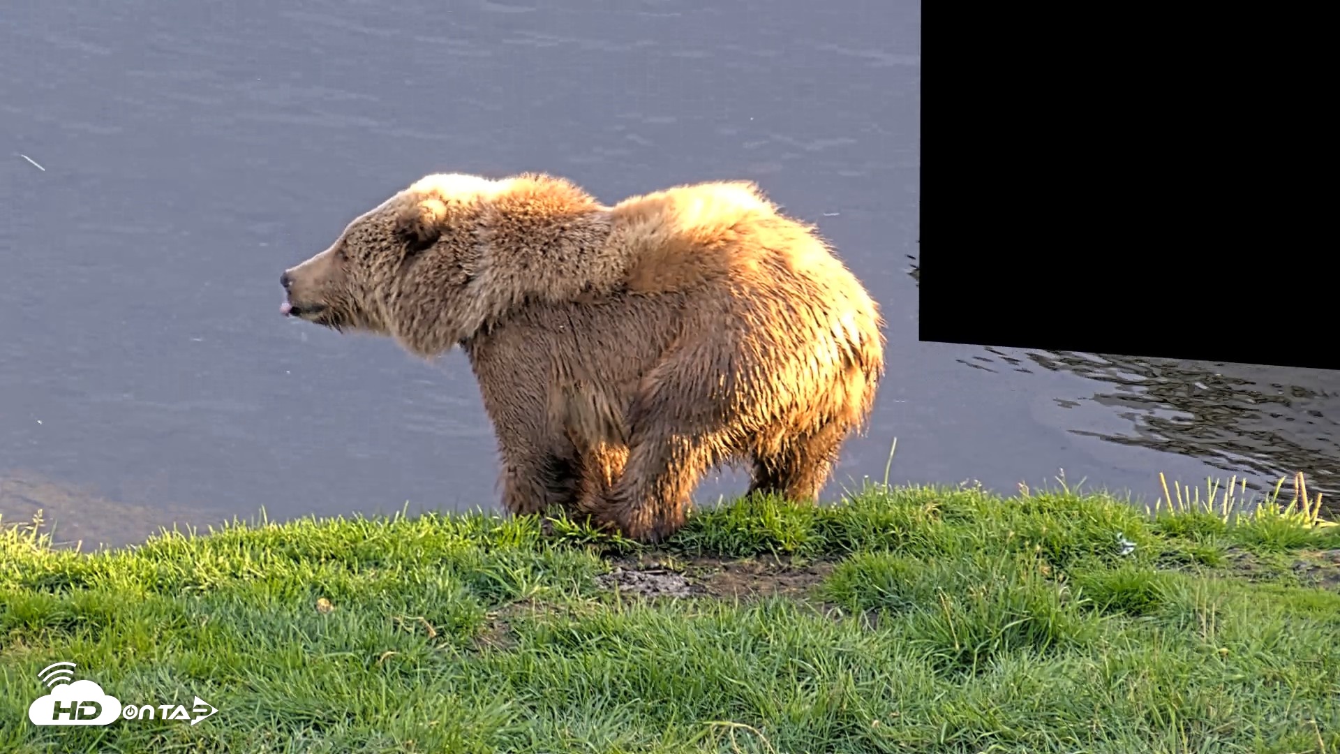 Snapshot of Kodiak Alaska Brown Bears Live Webcam taken Oct 2, 2026, 6:16pm AKDT