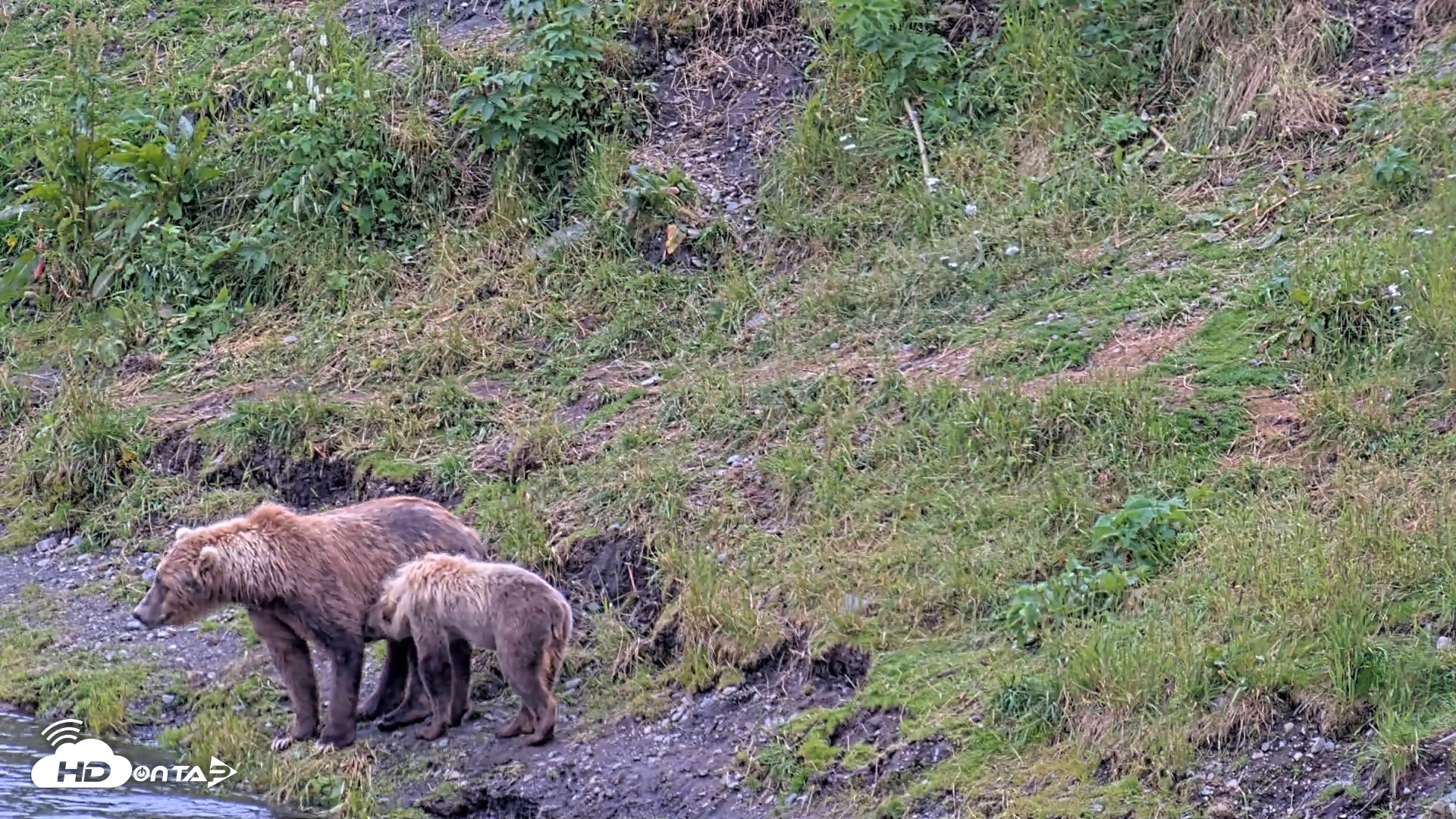 Snapshot of Kodiak Alaska Brown Bears Live Webcam taken Aug 4, 2026, 5:17pm AKDT